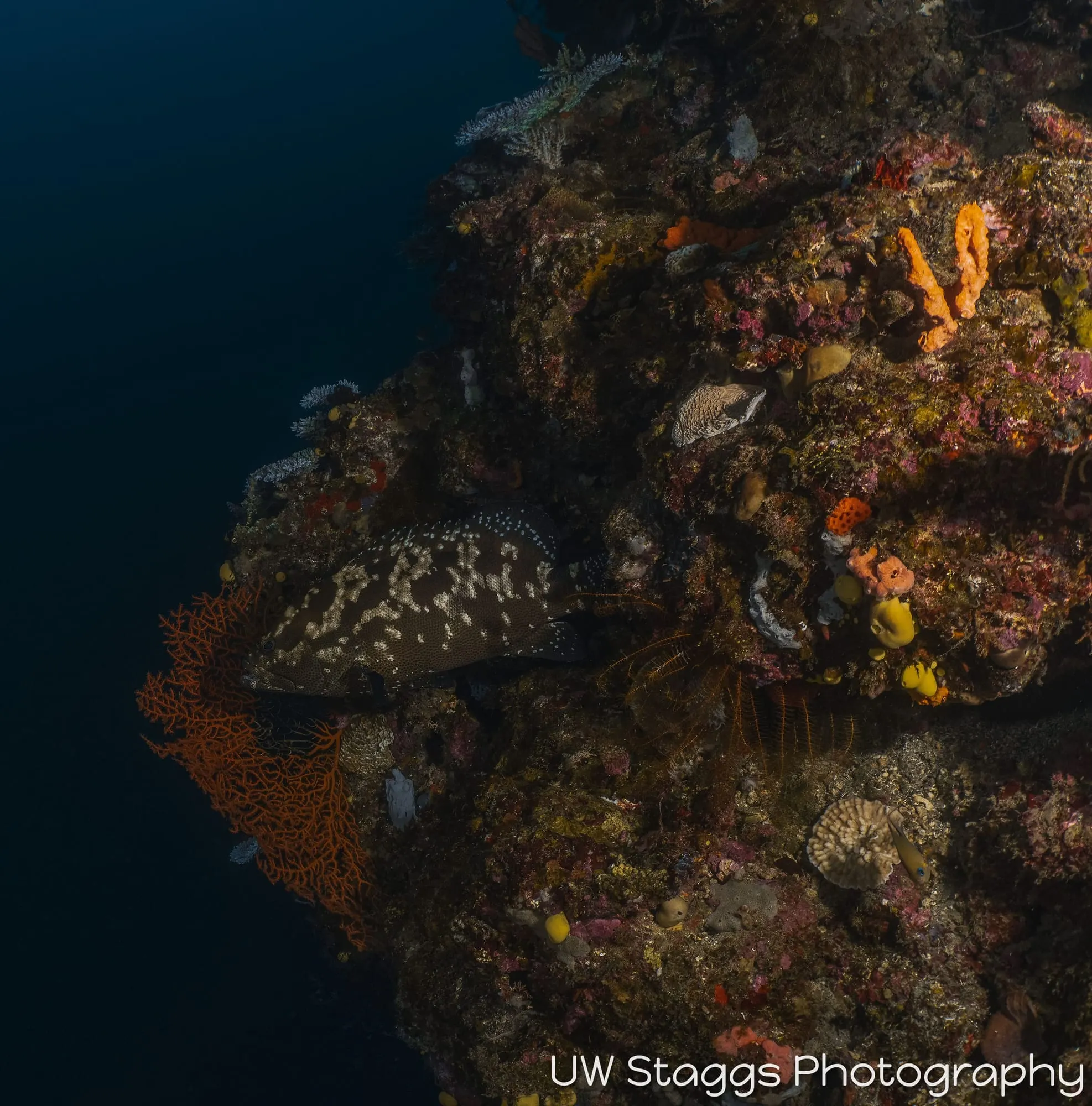 Reef Scene — Taveuni, Fiji