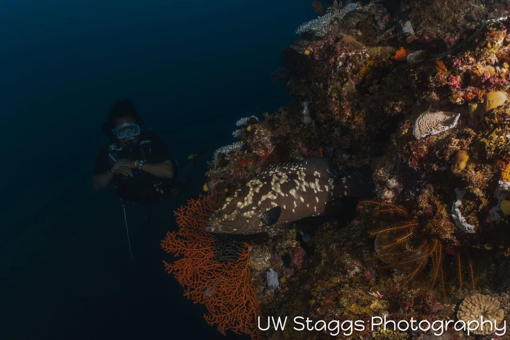 Reef Scene — Taveuni, Fiji