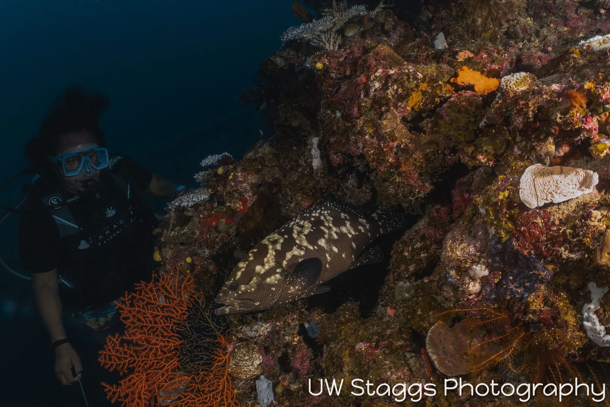 Reef Scene — Taveuni, Fiji