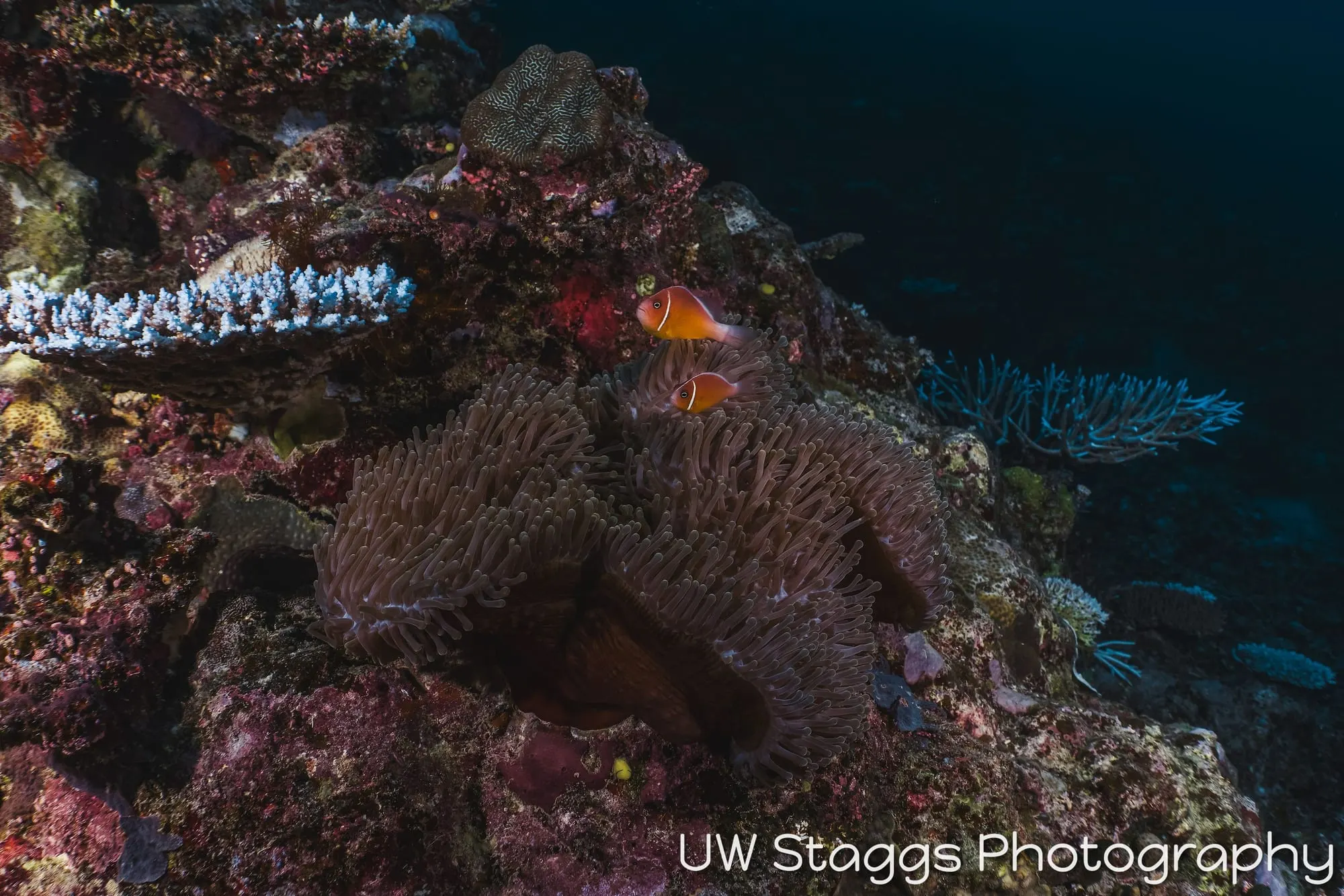Coral Atoll — Taveuni, Fiji