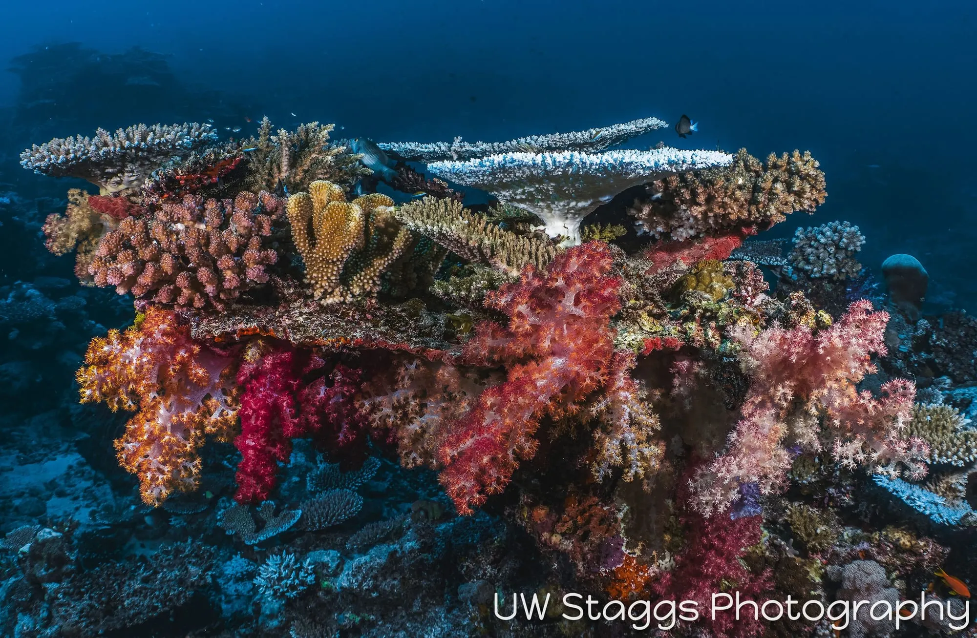 Coral Atoll — Taveuni, Fiji