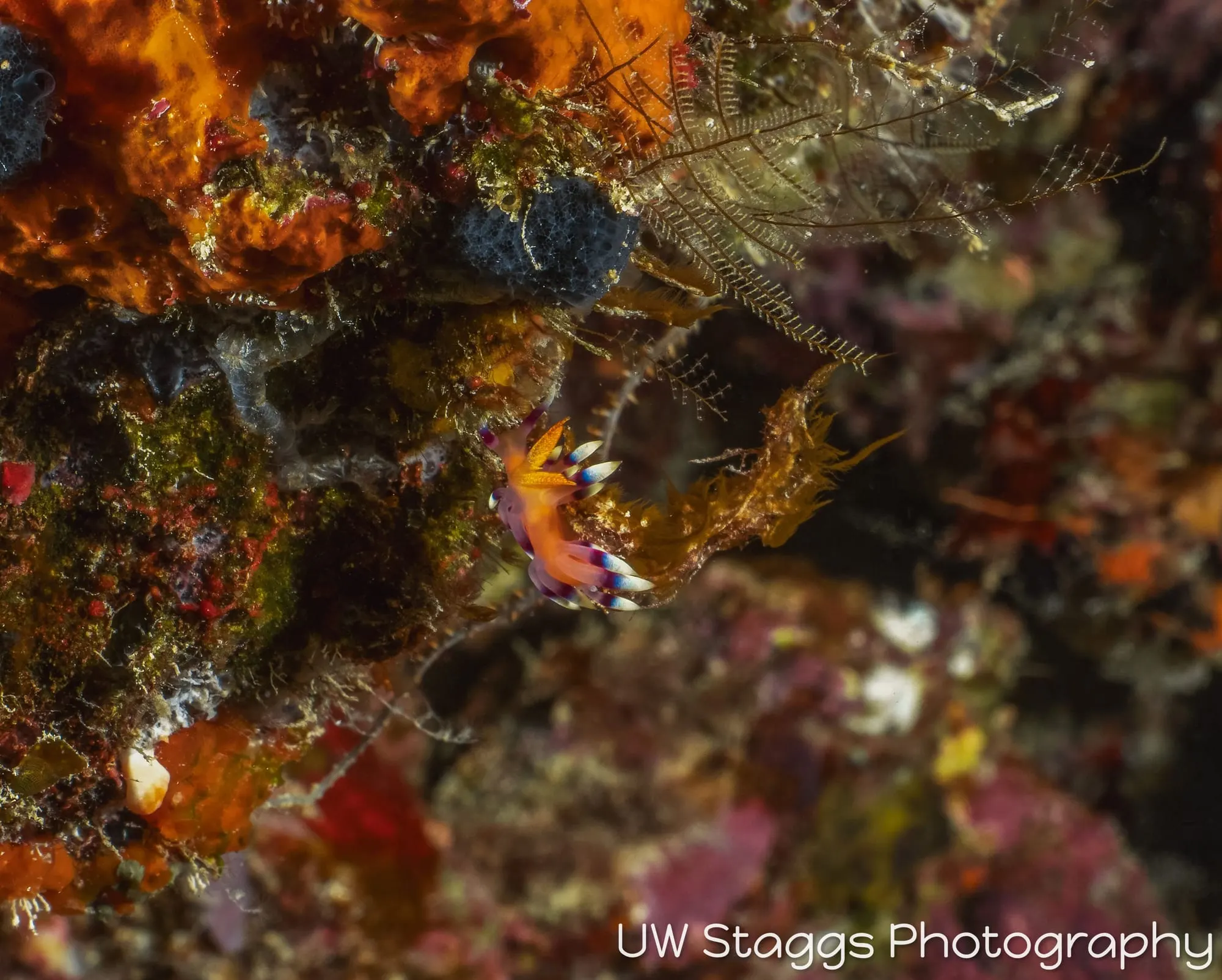 Shrimp — Taveuni, Fiji