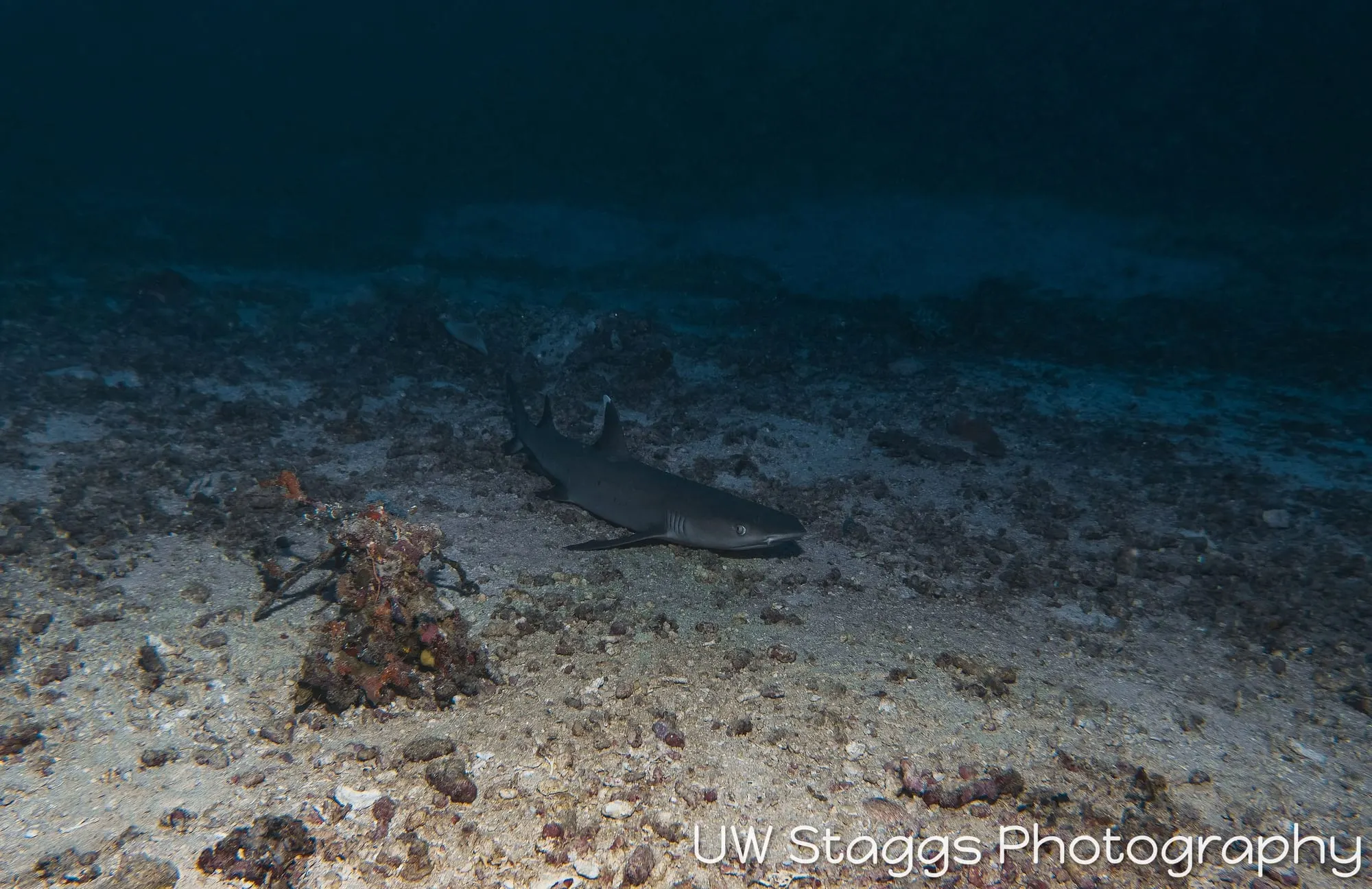Dogfish Shark — Taveuni, Fiji