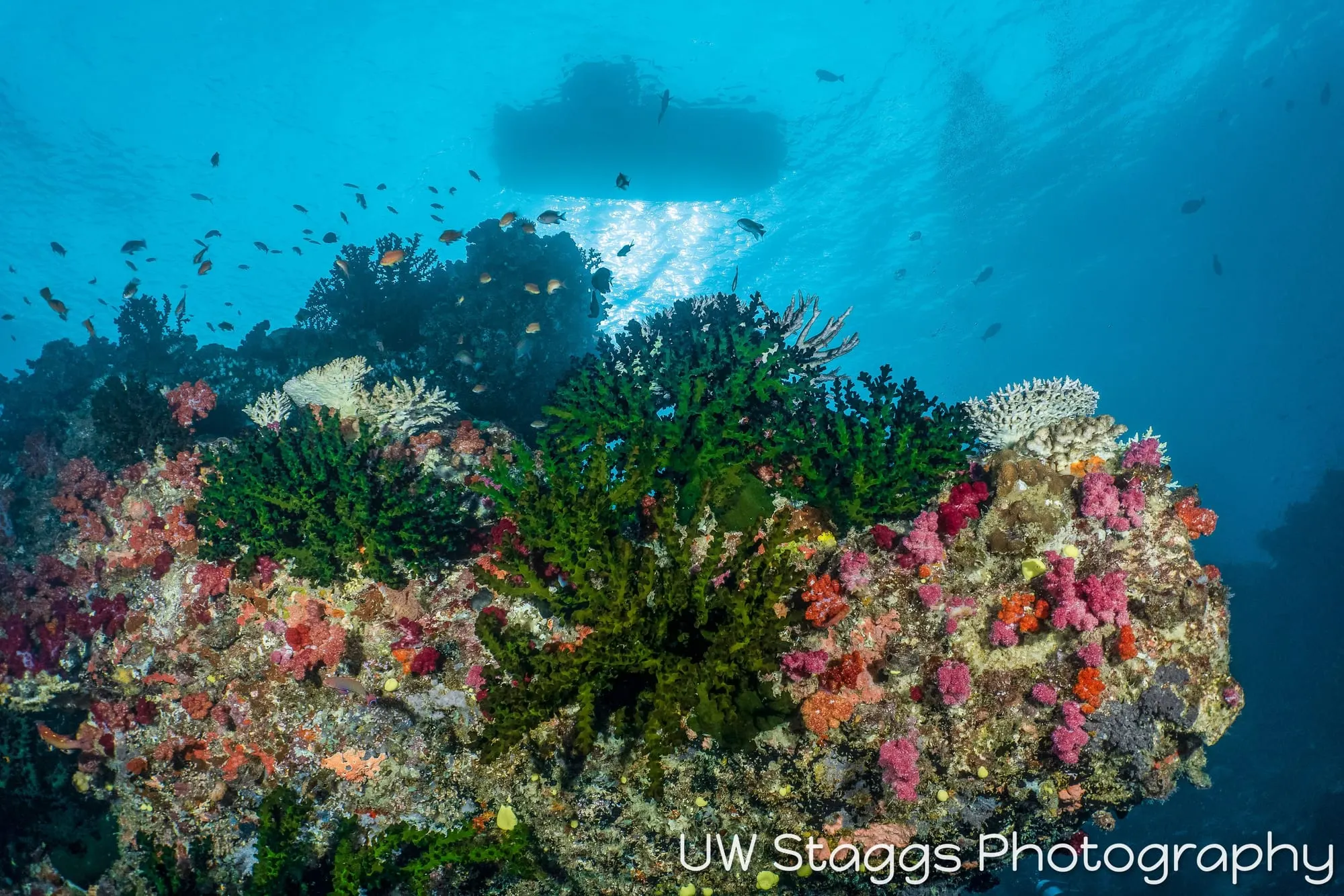 Coral Atoll — Taveuni, Fiji