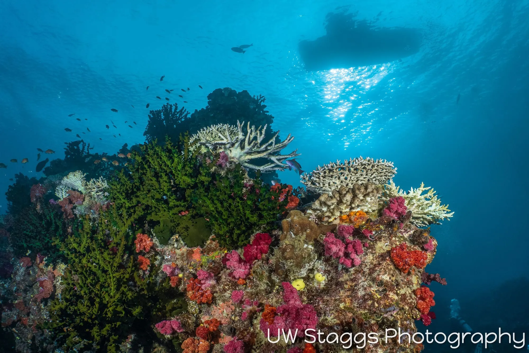 Coral Atoll — Taveuni, Fiji