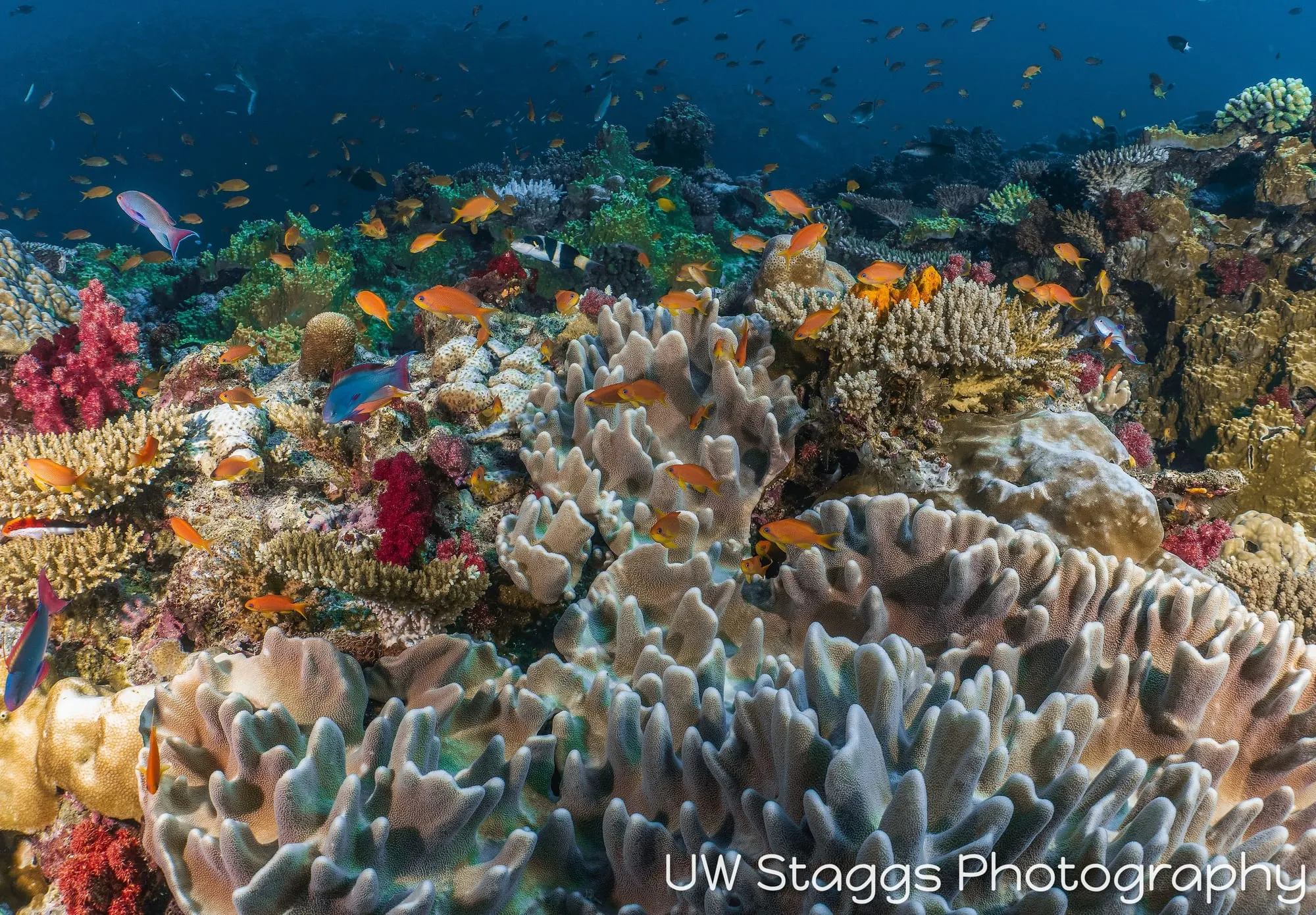 Coral Atoll — Taveuni, Fiji