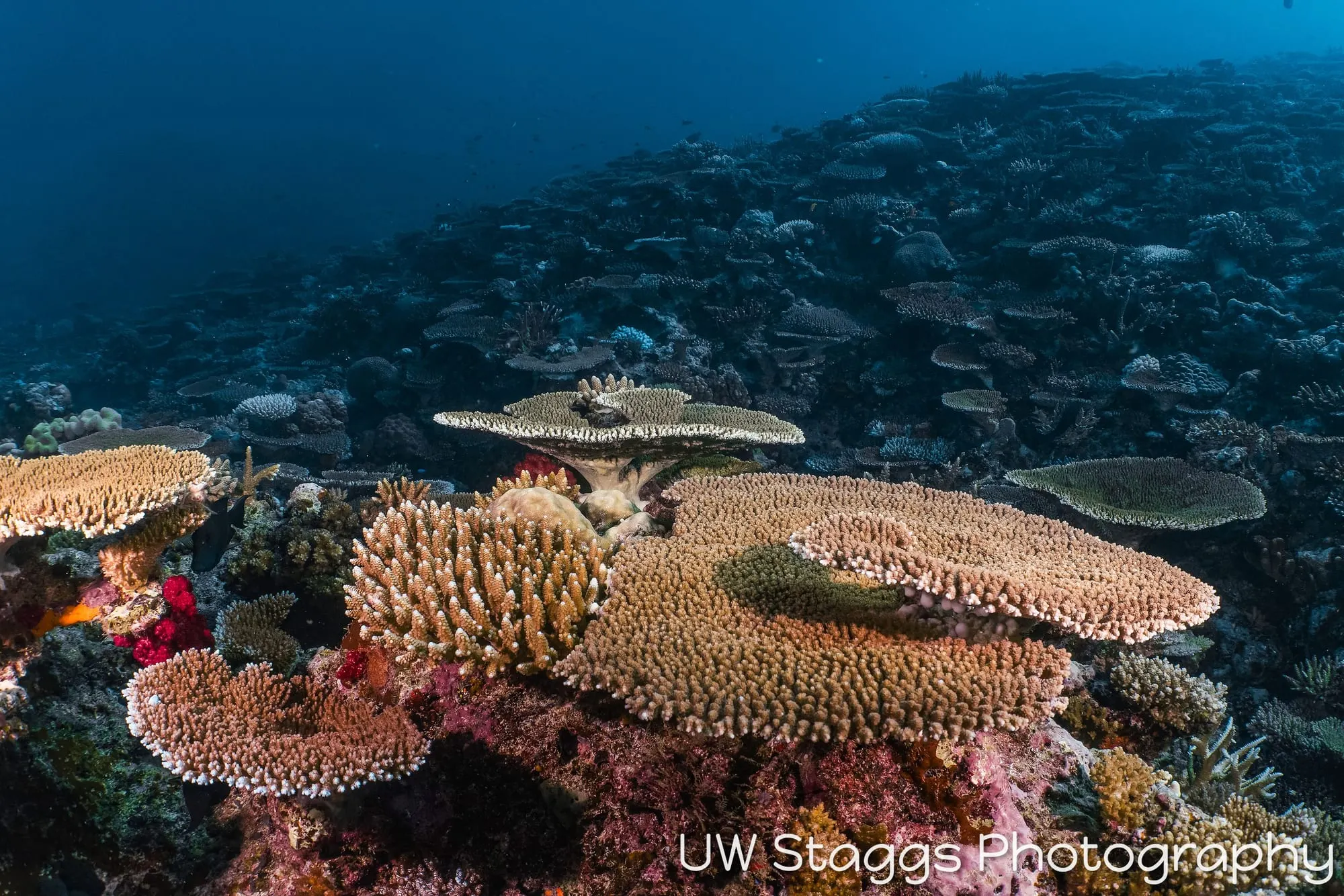 Coral Atoll — Taveuni, Fiji