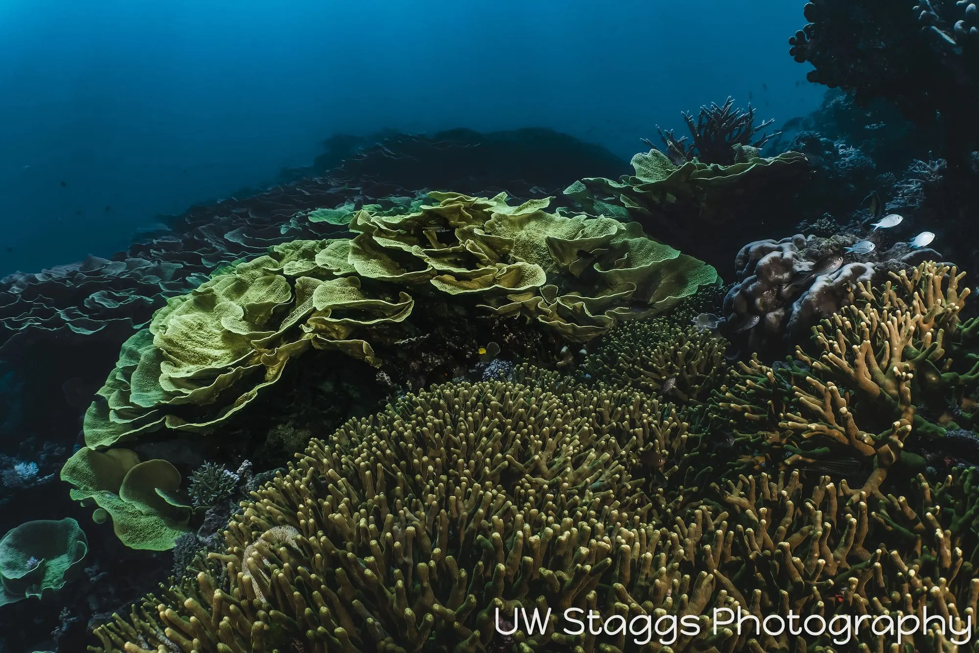 Coral Atoll — Taveuni, Fiji