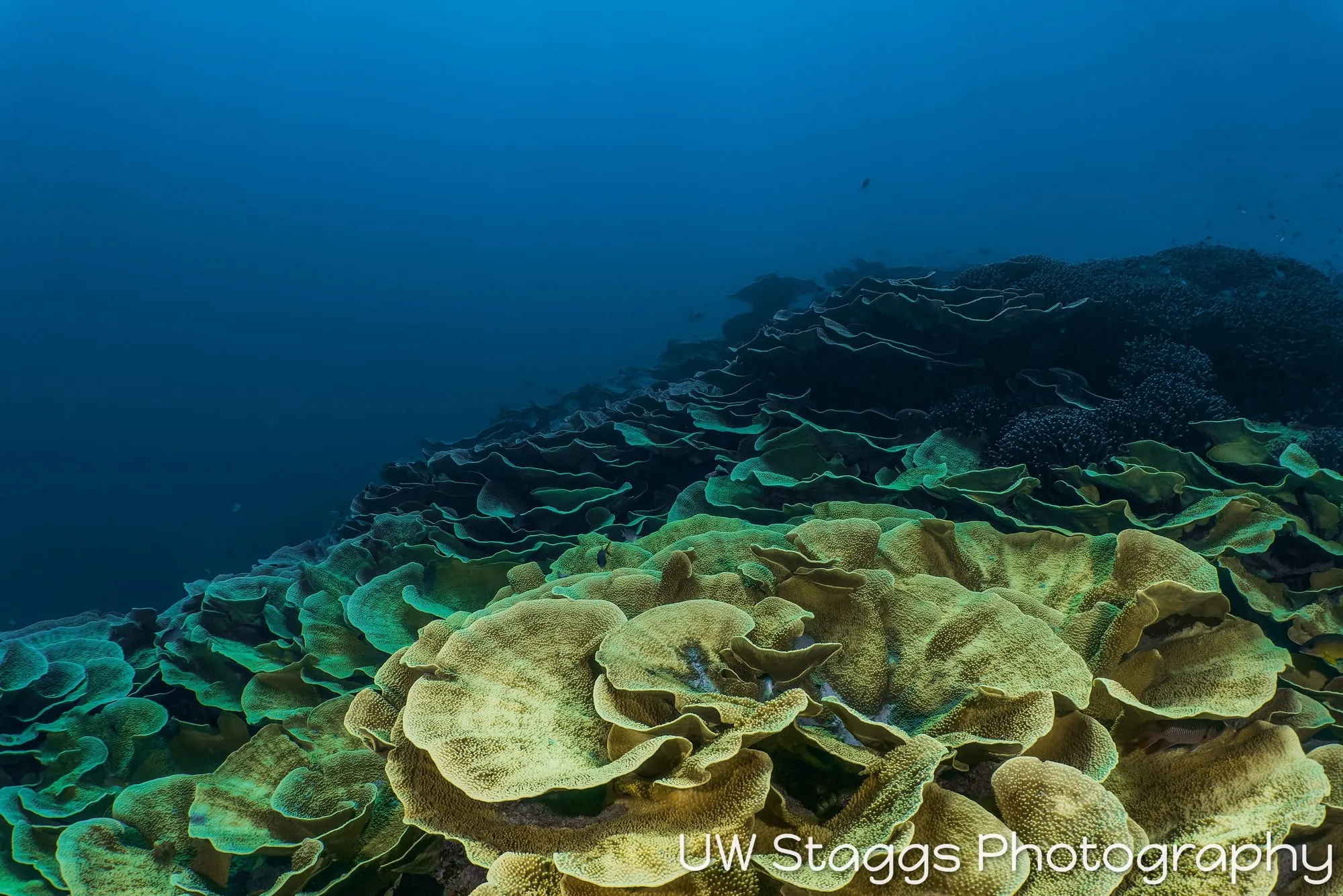 Coral Atoll — Taveuni, Fiji
