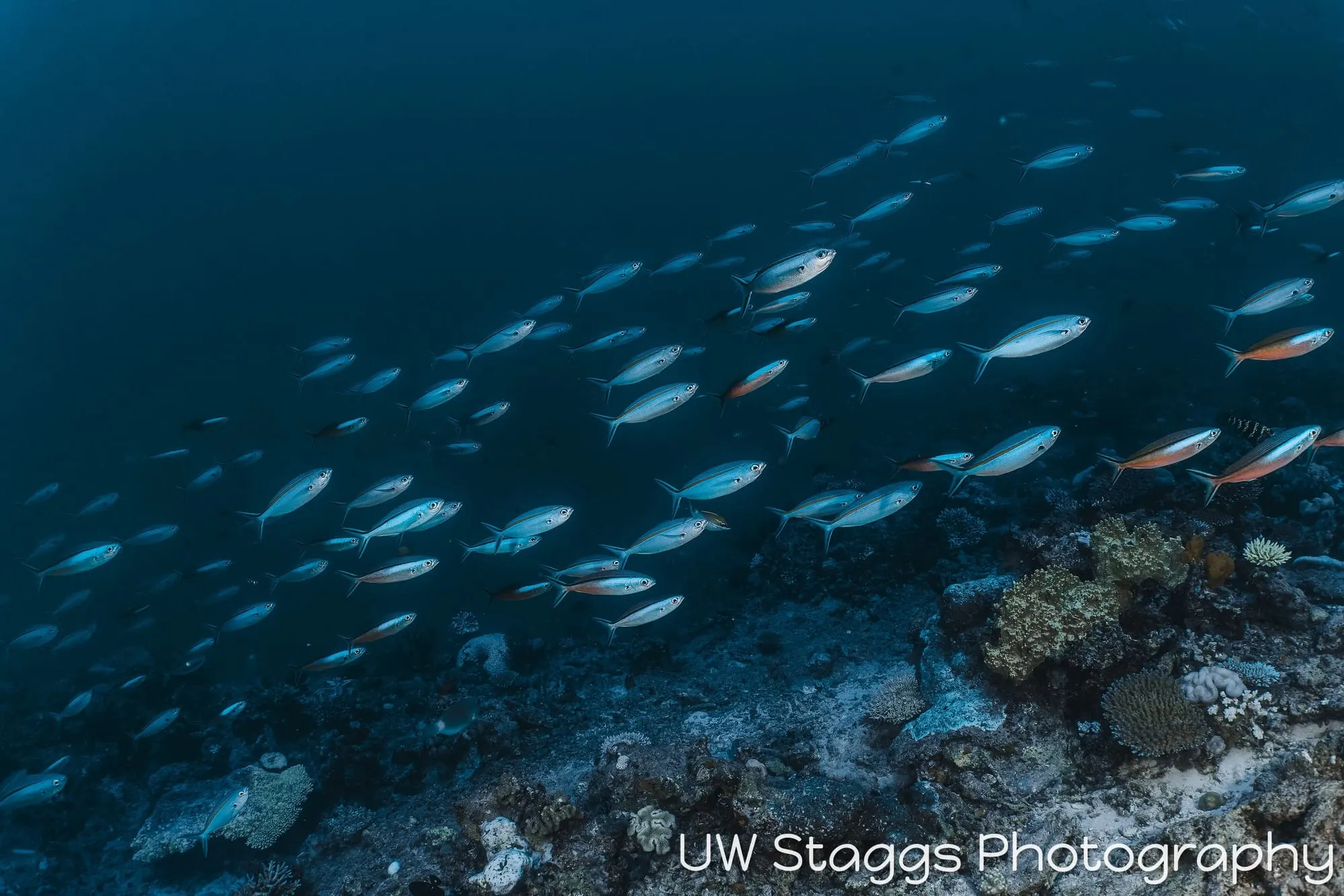 Coral Atoll — Taveuni, Fiji