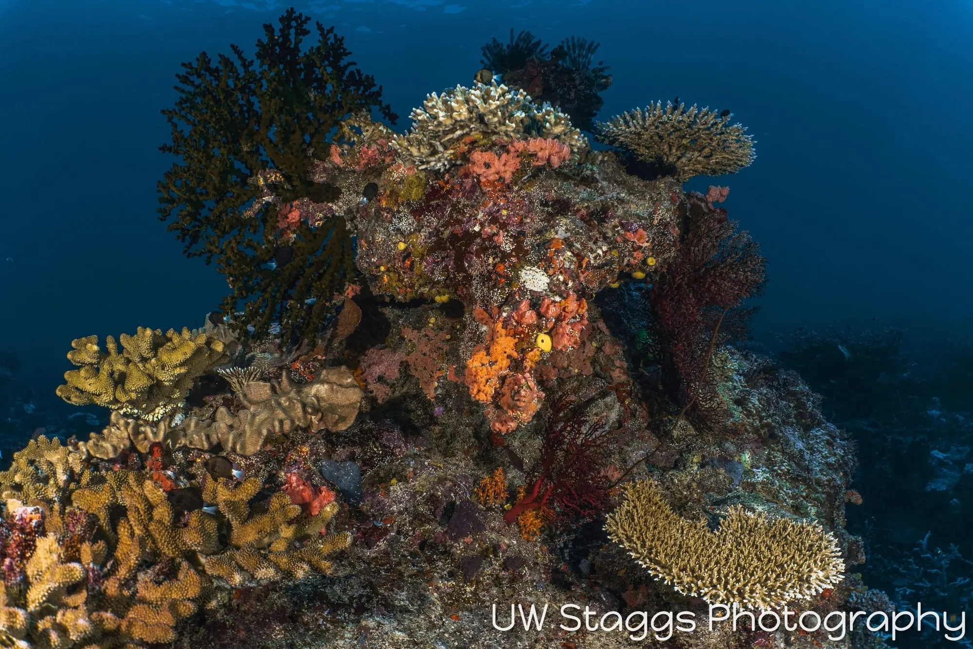 Coral Atoll — Taveuni, Fiji