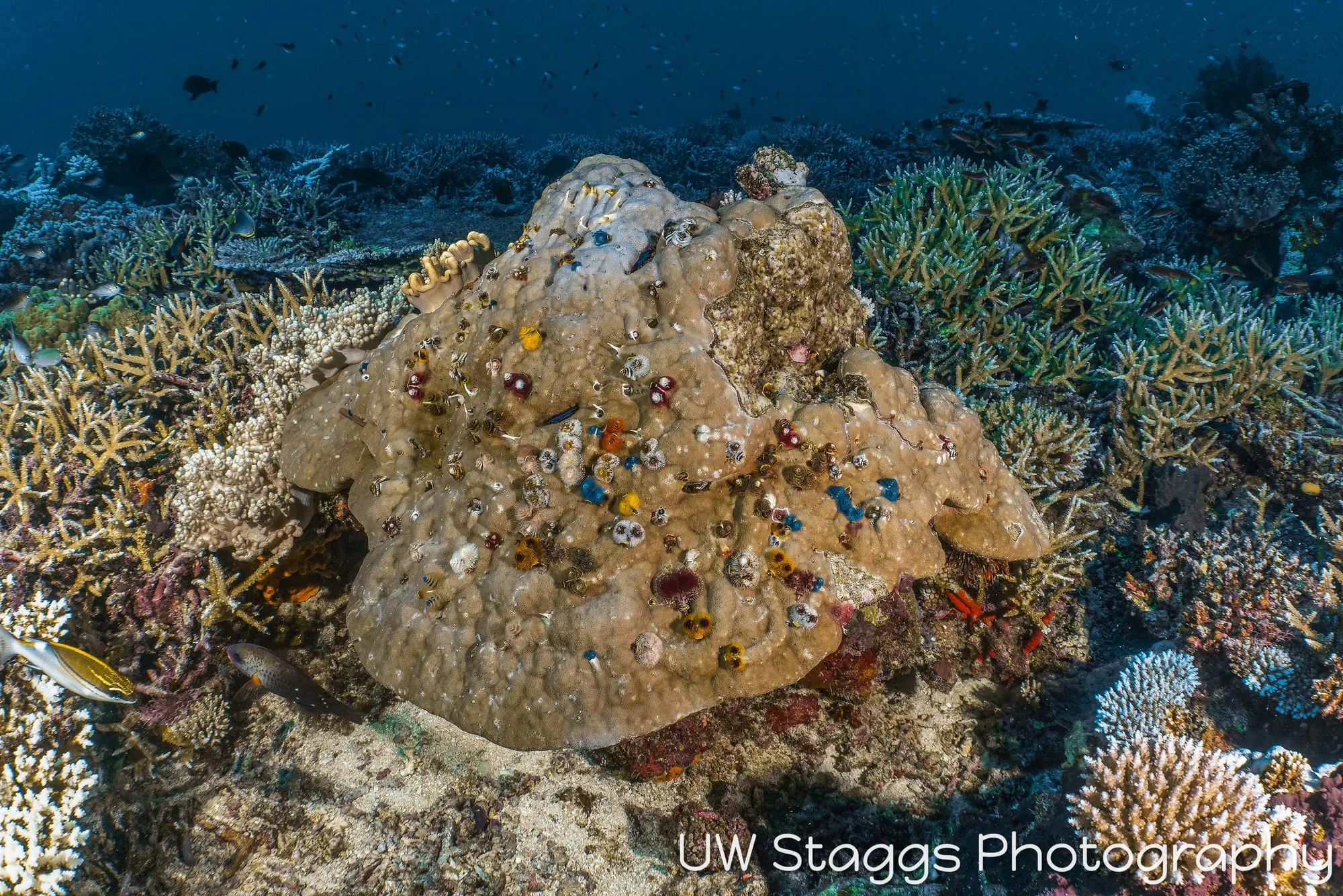 Coral Atoll — Taveuni, Fiji