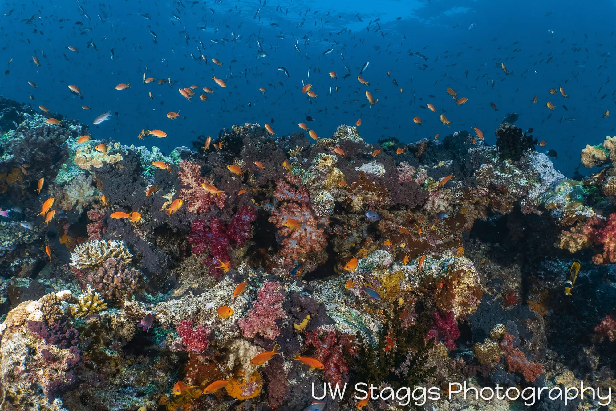 Coral Atoll — Taveuni, Fiji