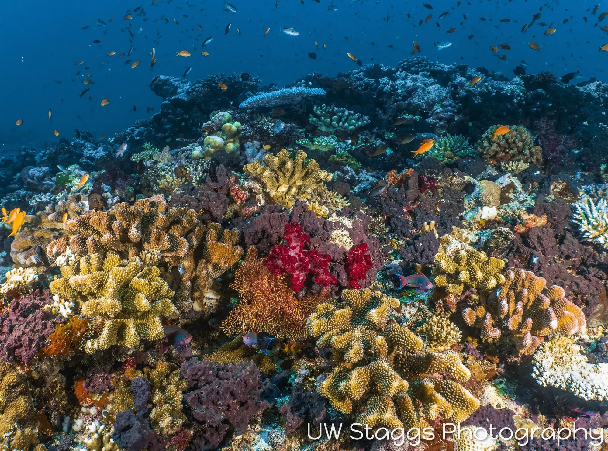 Coral Atoll — Taveuni, Fiji