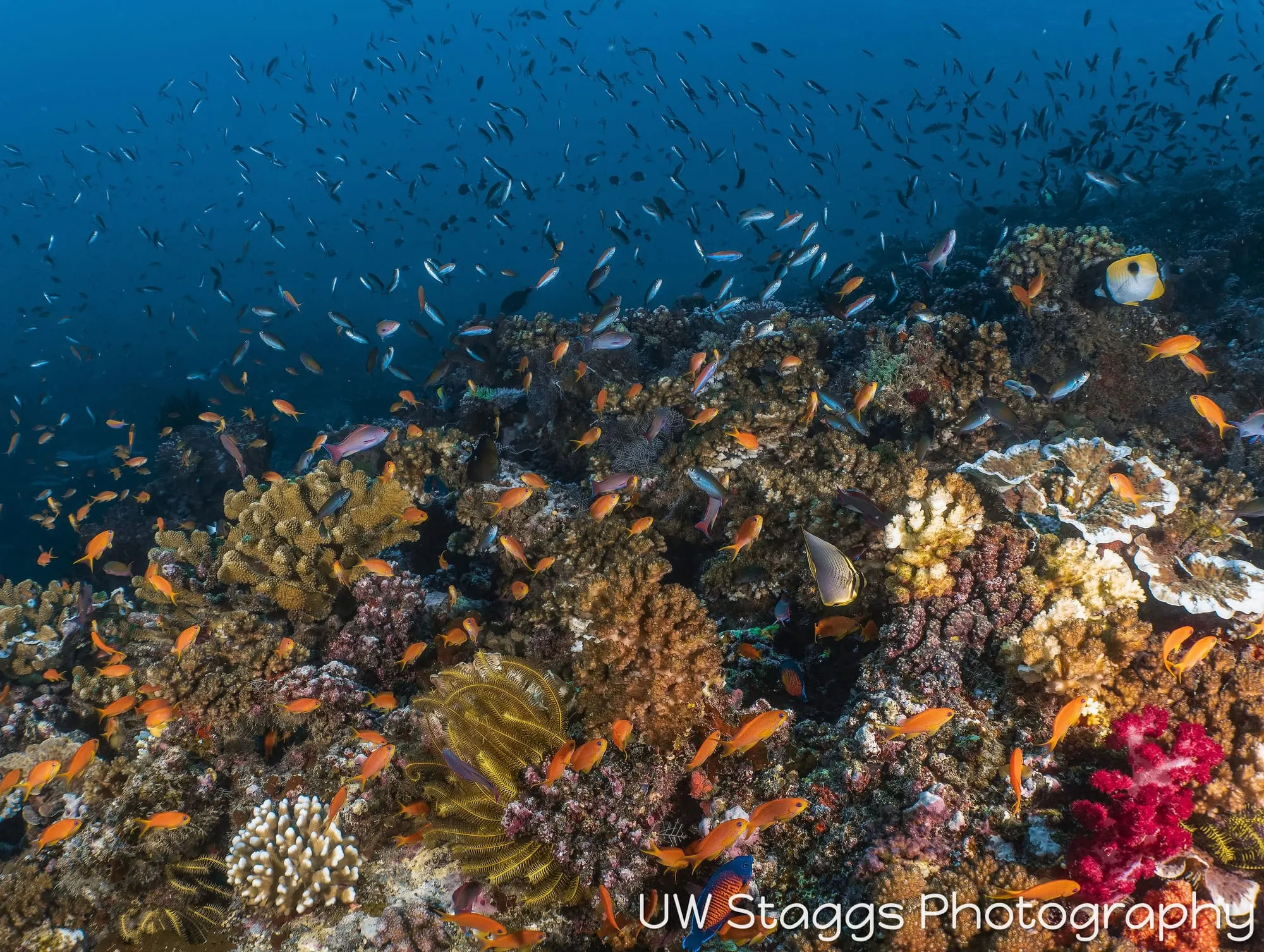 Coral Atoll — Taveuni, Fiji