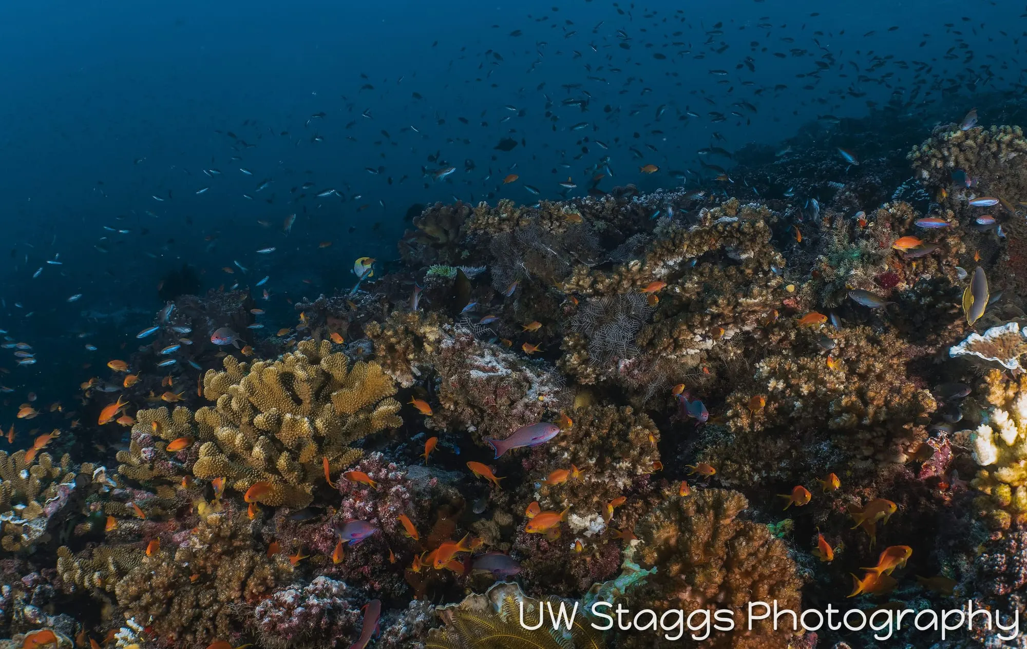 Coral Atoll — Taveuni, Fiji