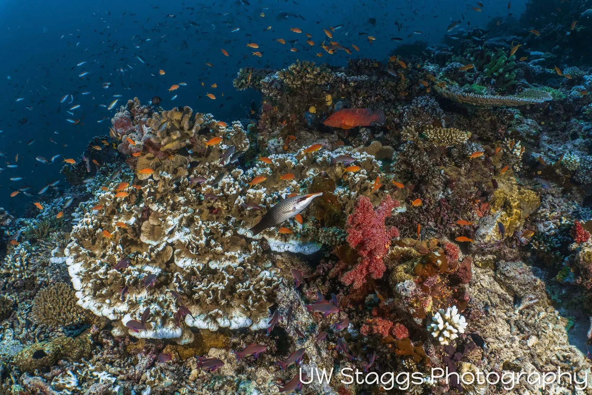 Coral Atoll — Taveuni, Fiji