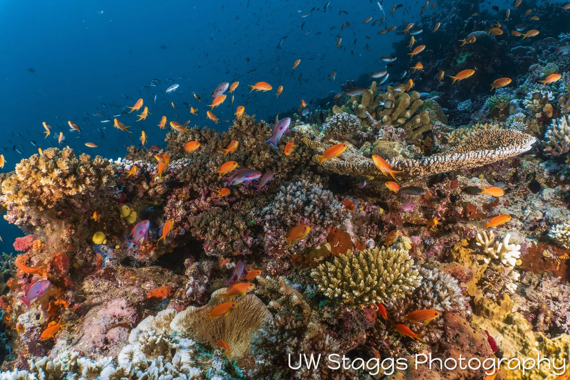 Coral Atoll — Taveuni, Fiji