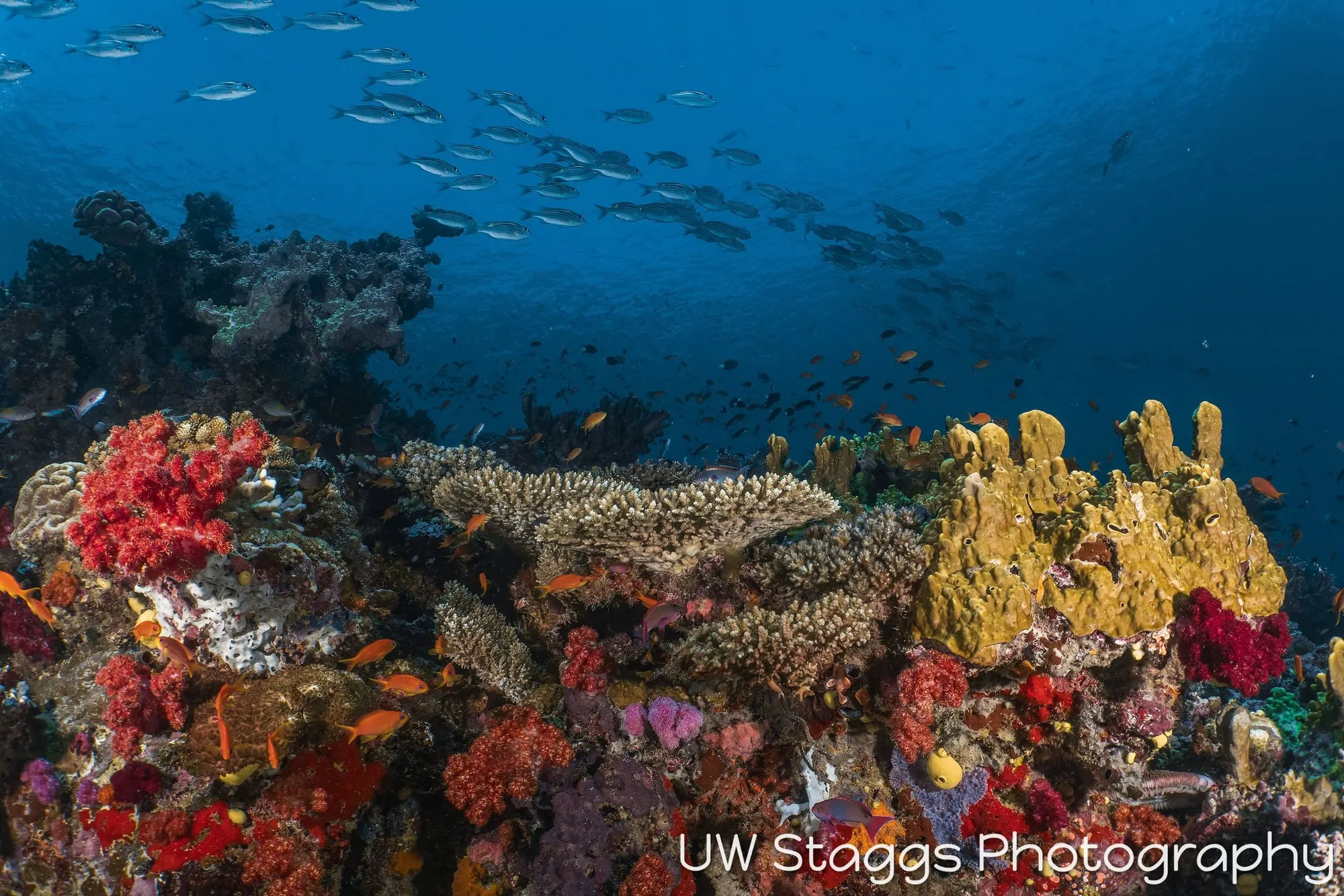 Coral Atoll — Taveuni, Fiji
