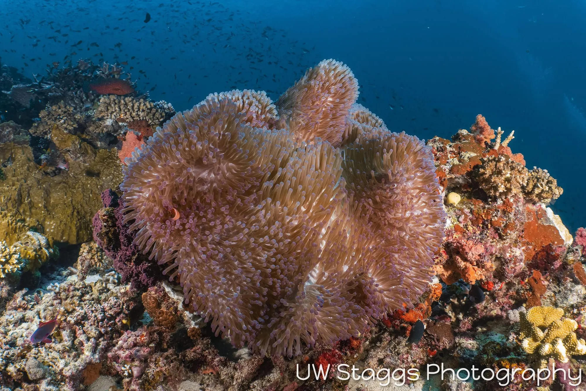 Coral Atoll — Taveuni, Fiji