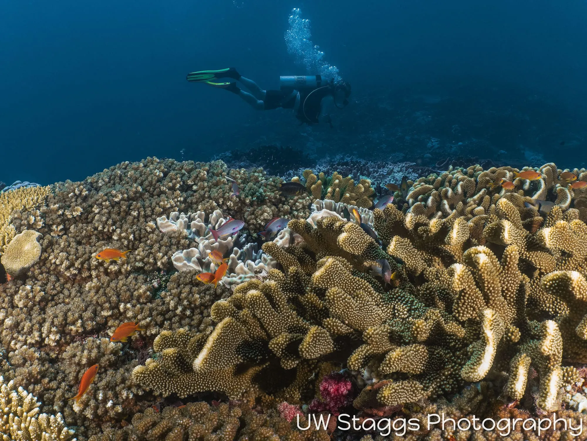 Coral Atoll — Taveuni, Fiji