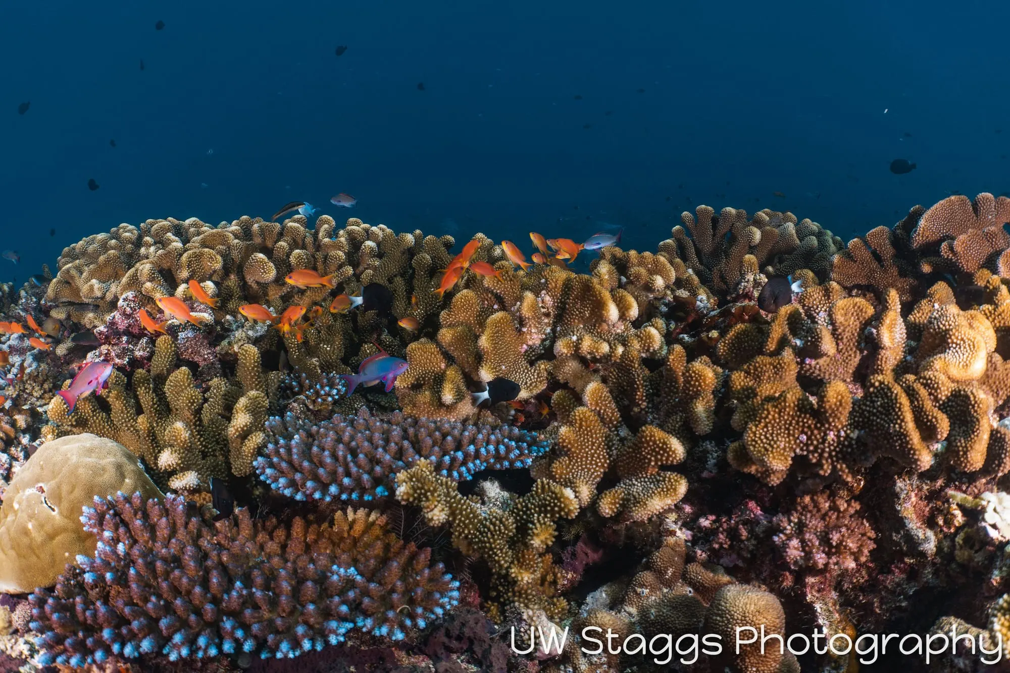 Coral Atoll — Taveuni, Fiji