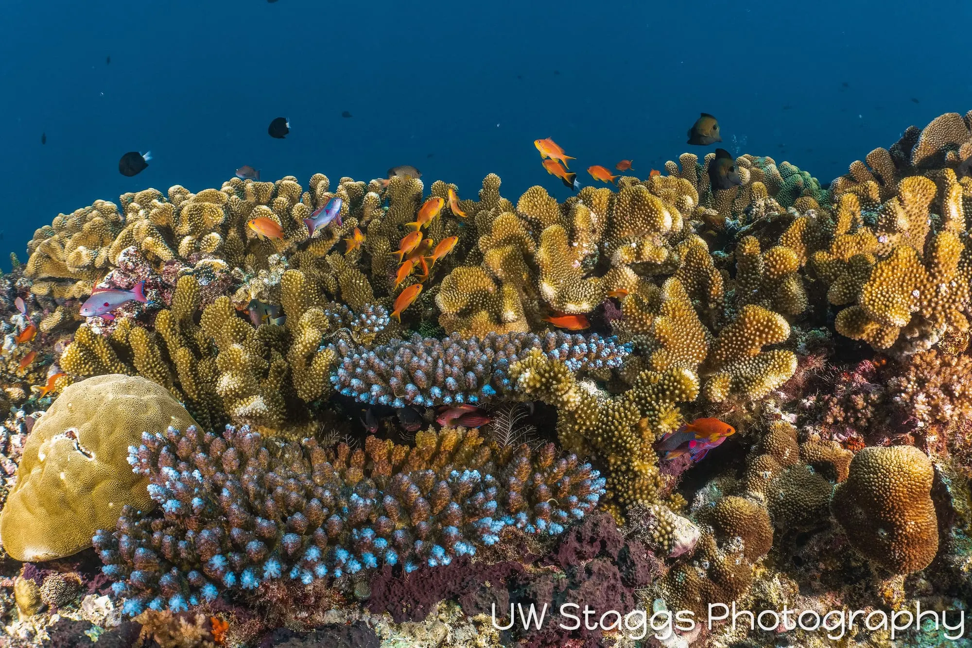 Coral Atoll — Taveuni, Fiji