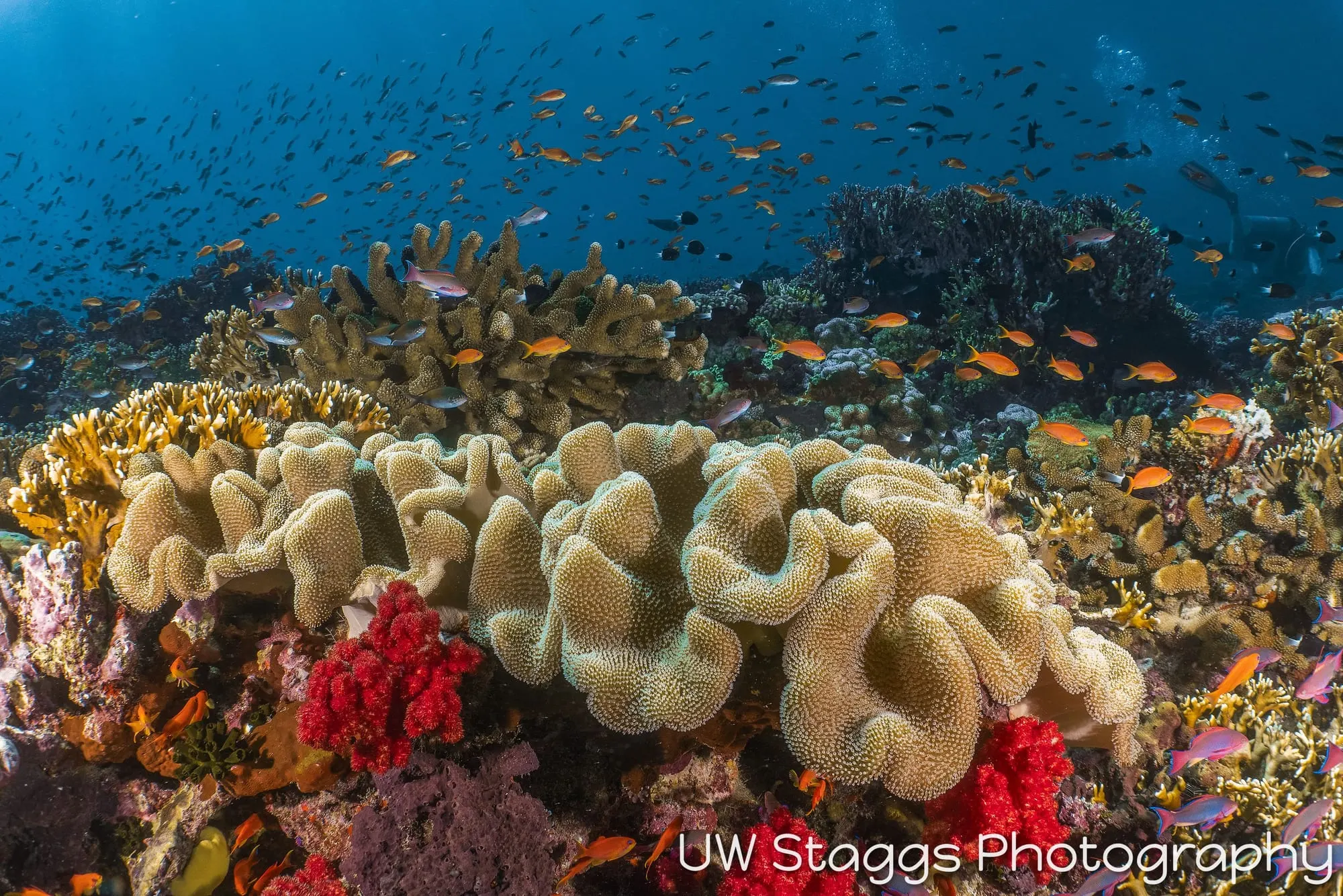 Coral Atoll — Taveuni, Fiji