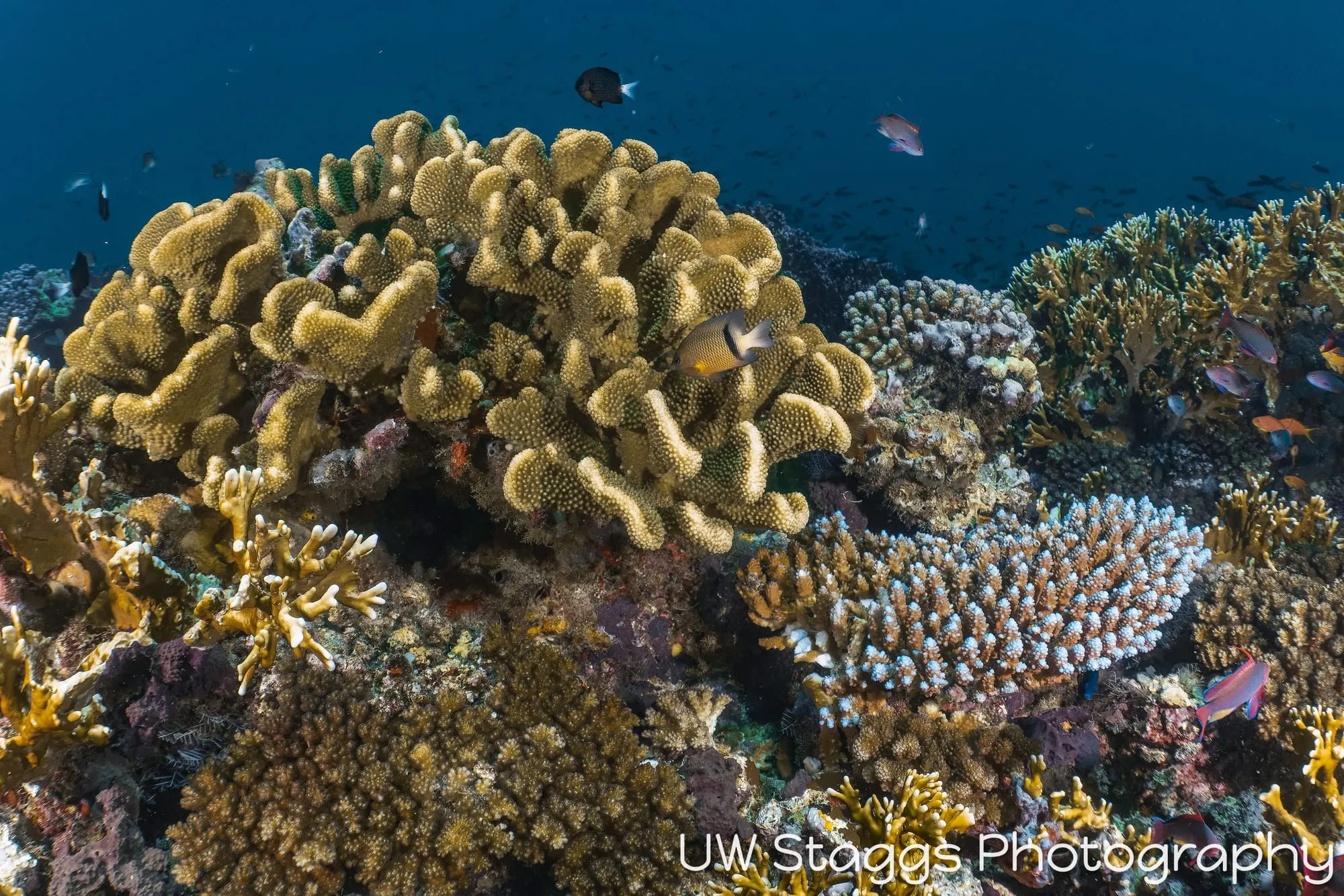 Coral Atoll — Taveuni, Fiji