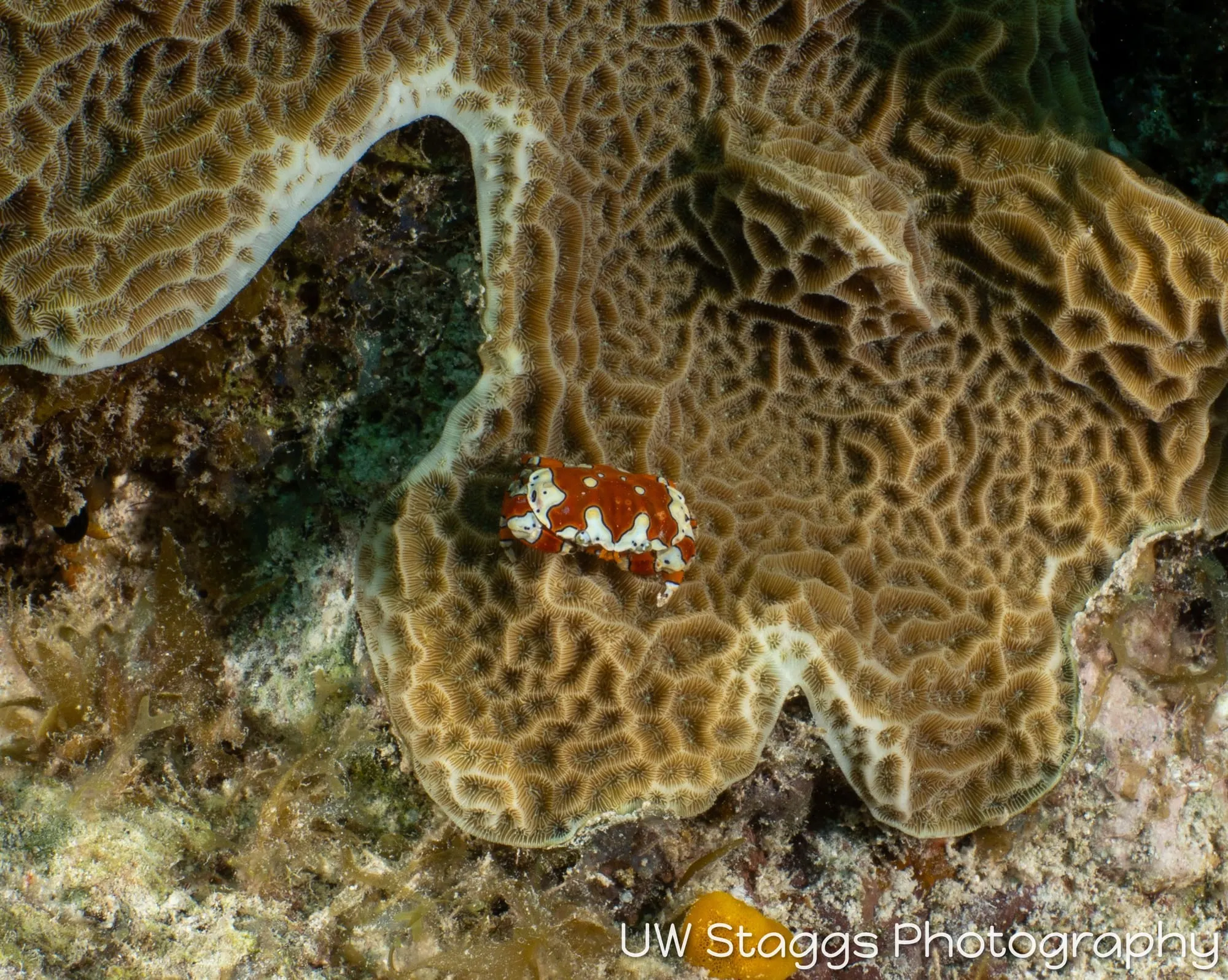 Tunicate — Little Cayman