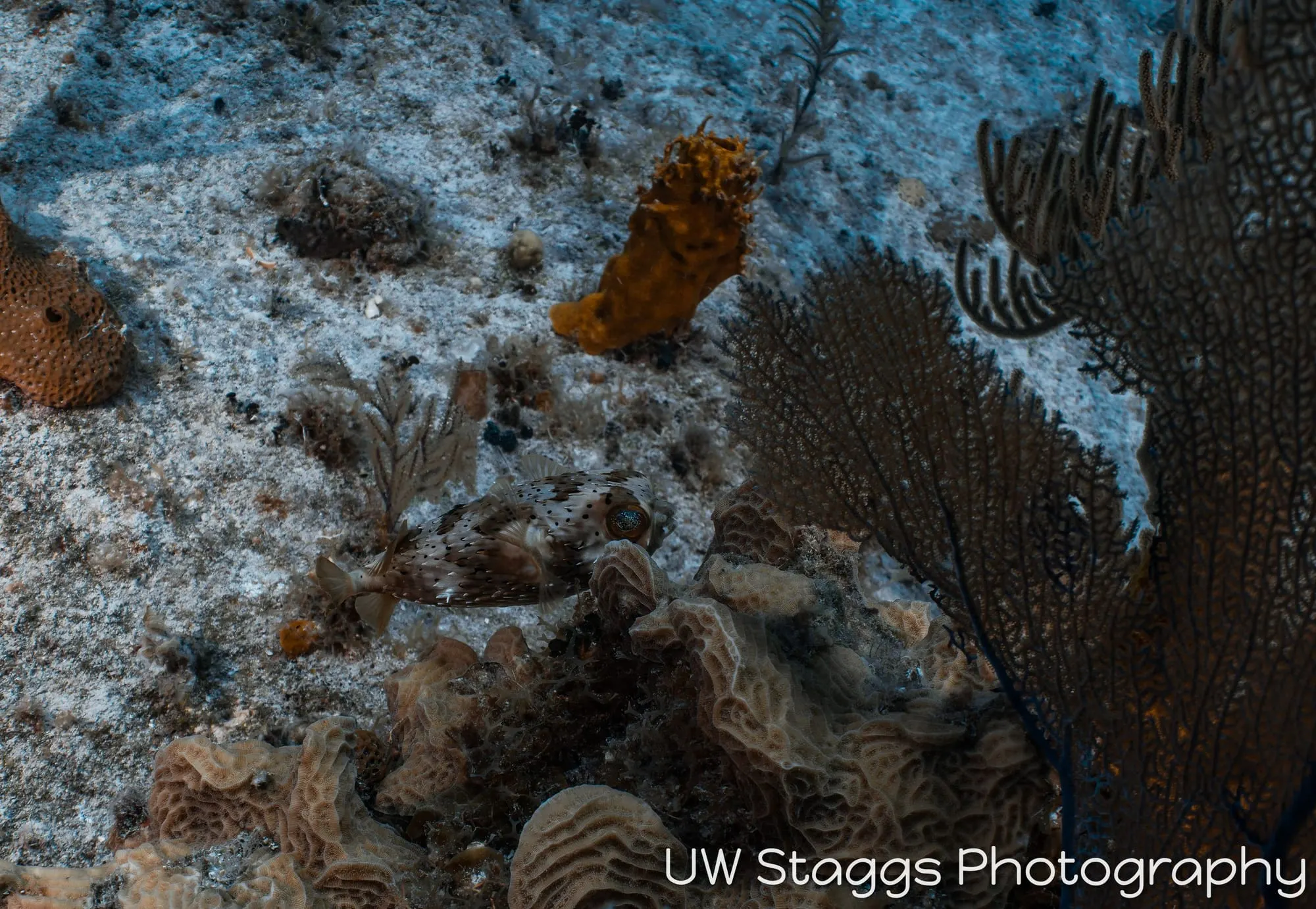 Tunicate — Little Cayman