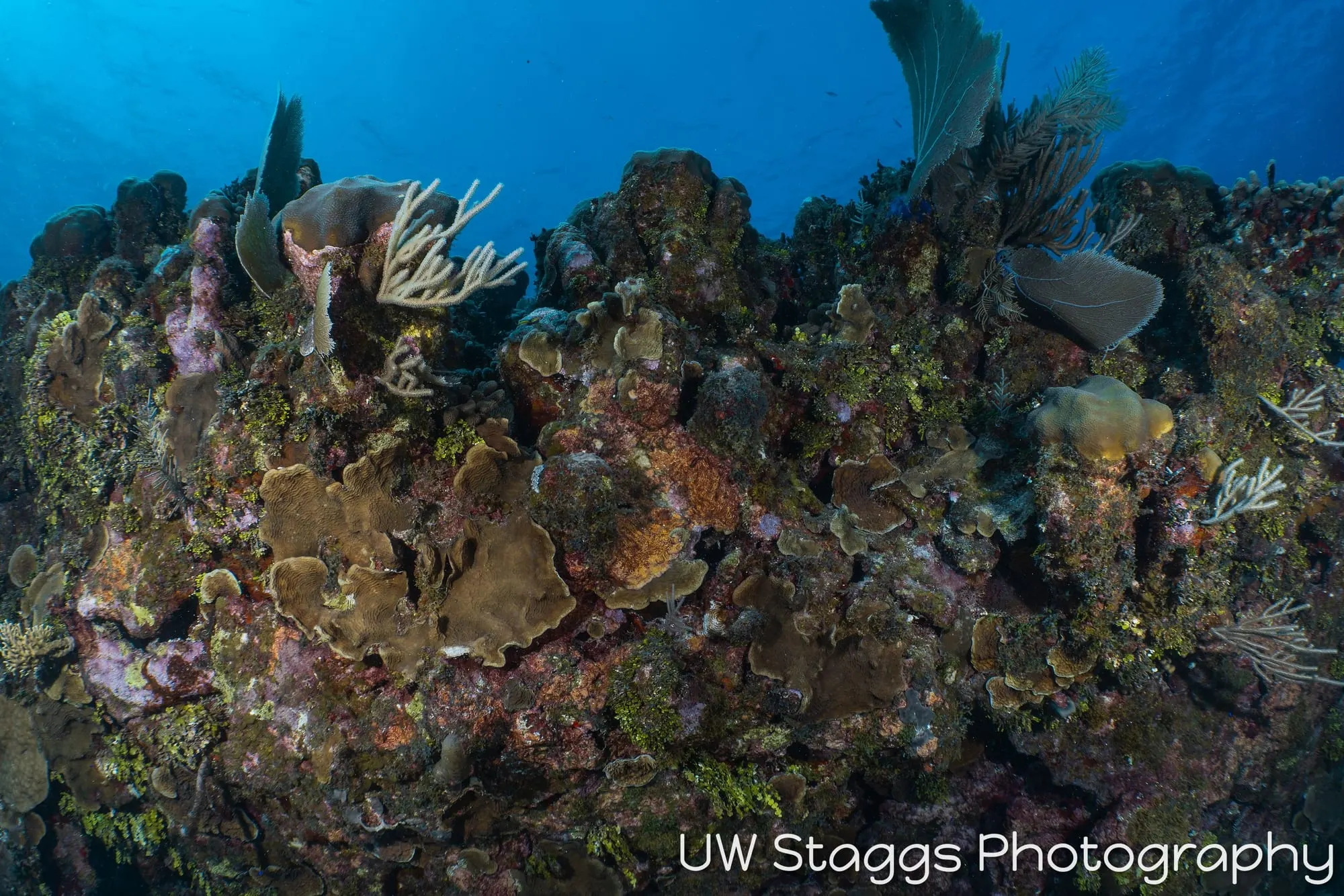 Coral Atoll — Little Cayman