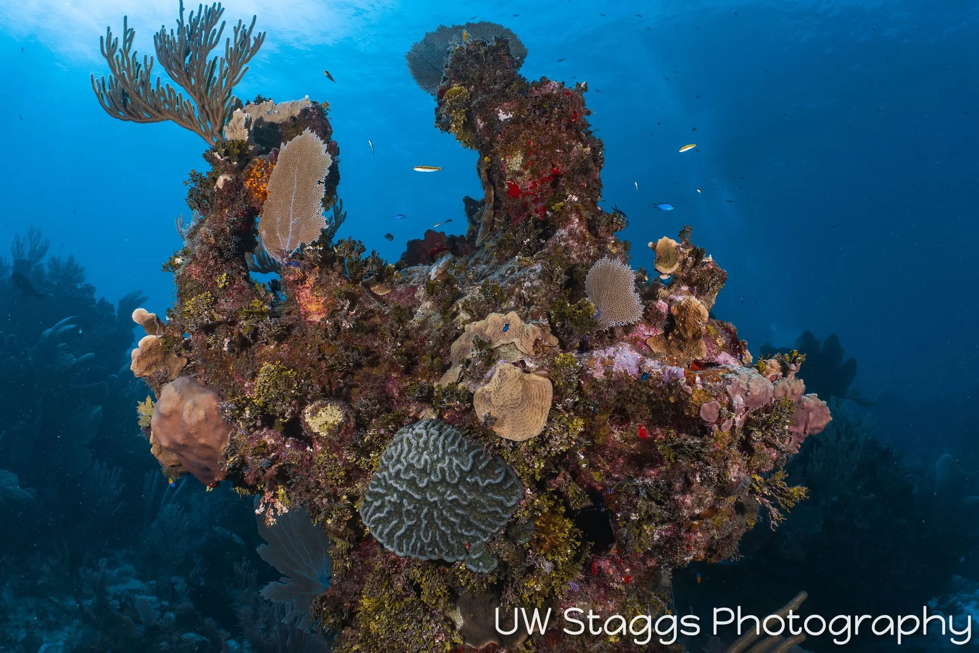 Coral Atoll — Little Cayman