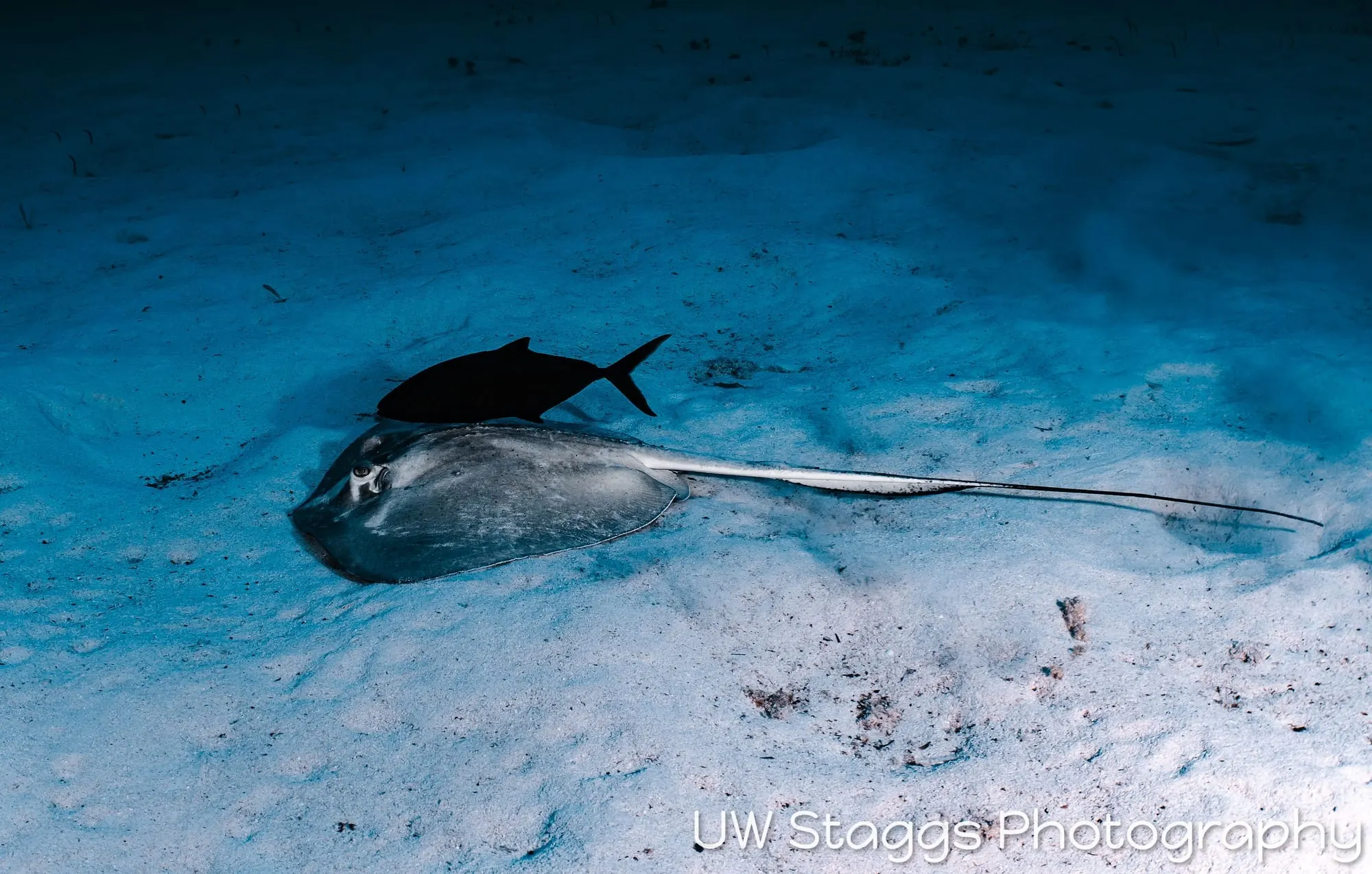 Reef Scene — Little Cayman