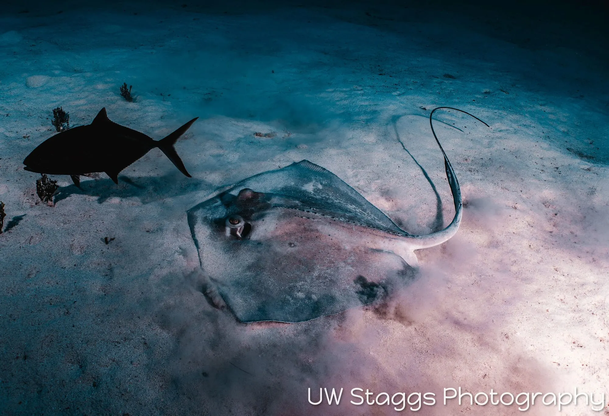 Catfish — Little Cayman