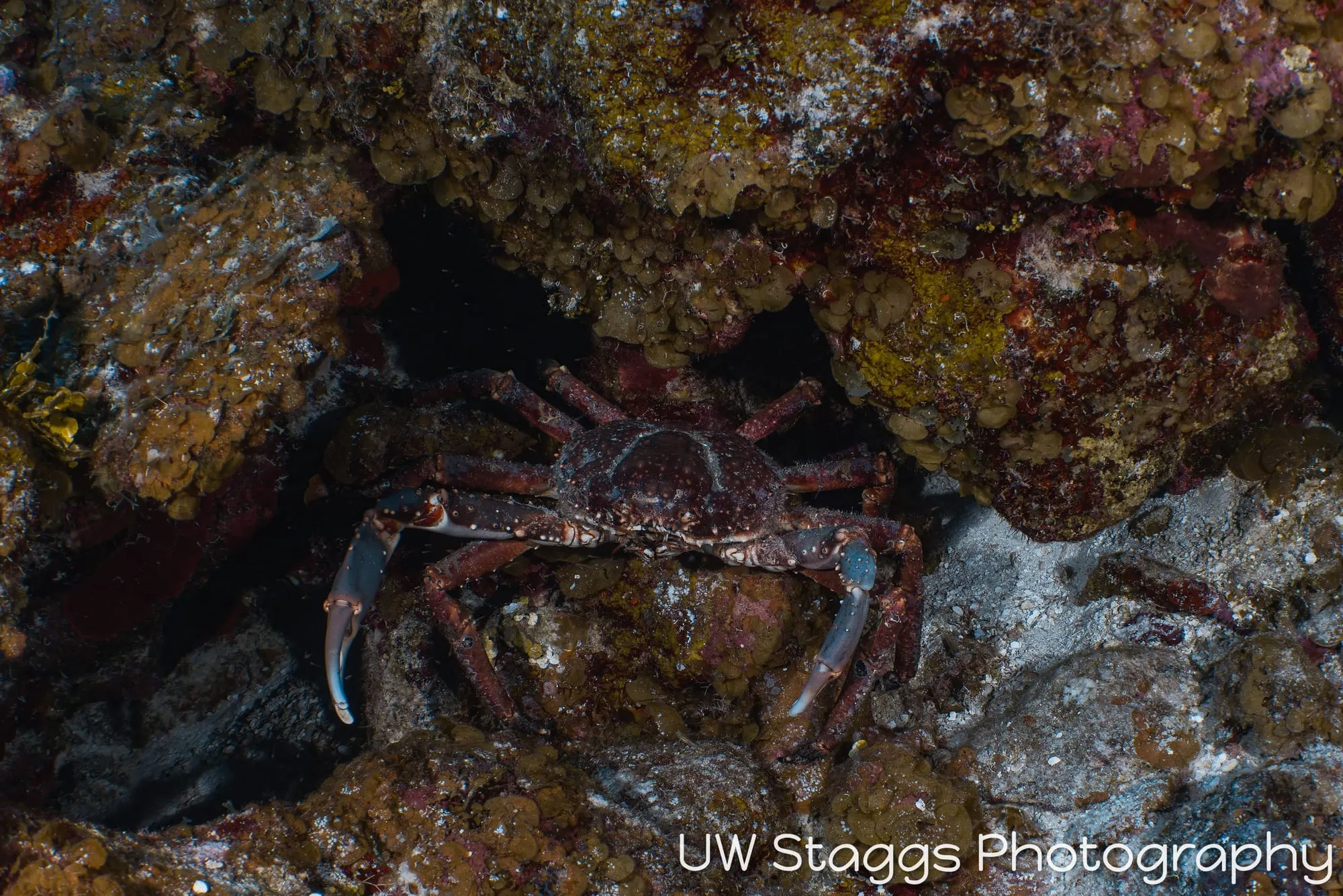 Crab — Little Cayman