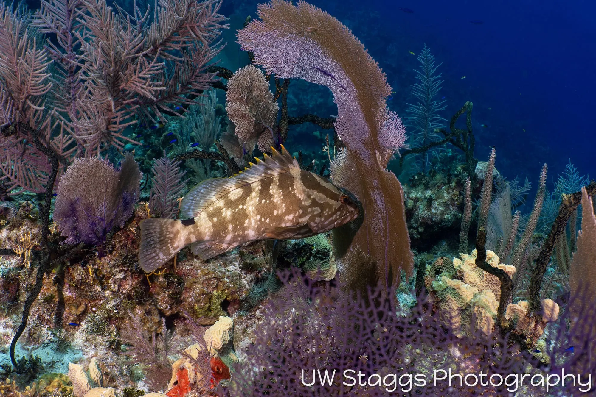 Lionfish — Little Cayman
