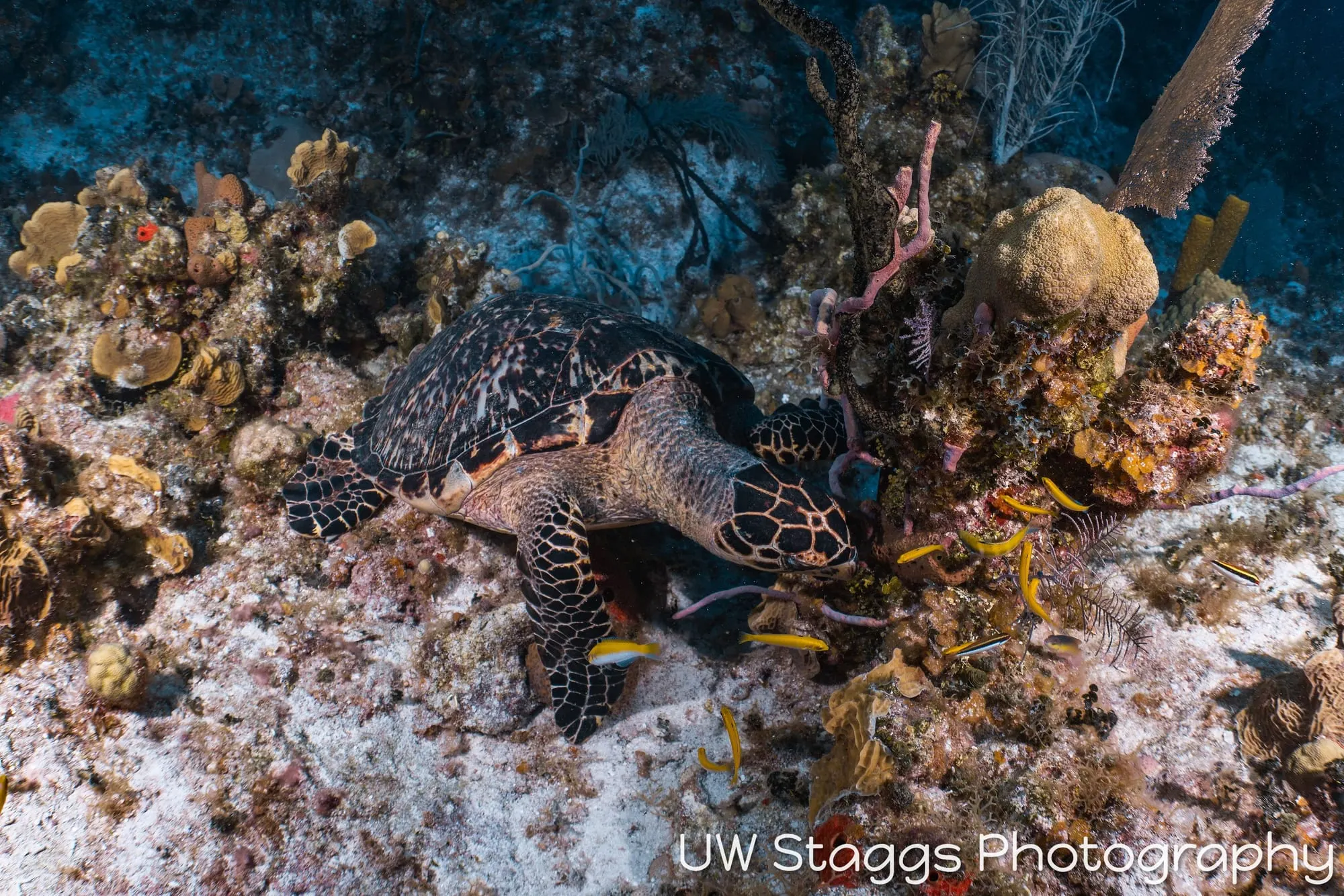 Sea Turtle — Little Cayman