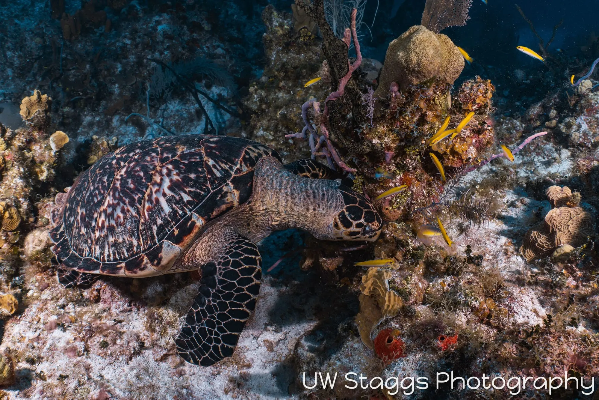 Sea Turtle — Little Cayman