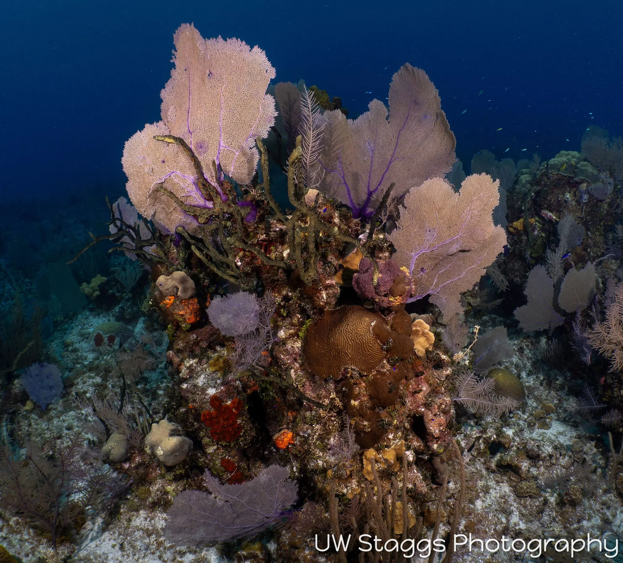 Coral Atoll — Little Cayman