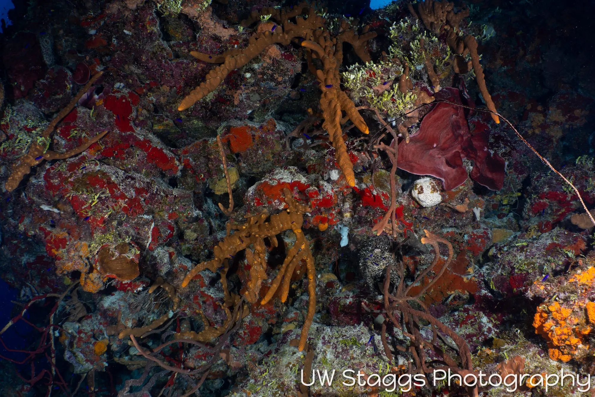 Reef Scene — Little Cayman