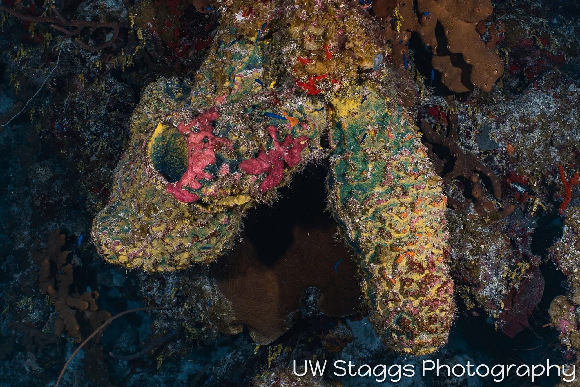 Tunicate — Little Cayman