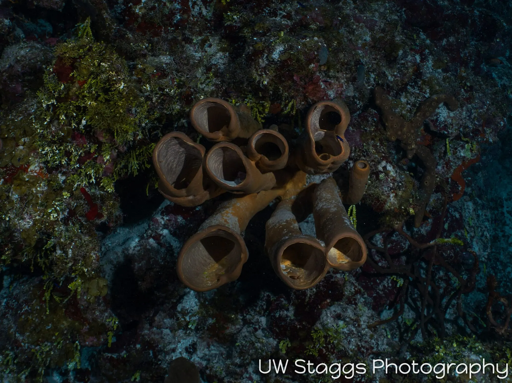 Tunicate — Little Cayman