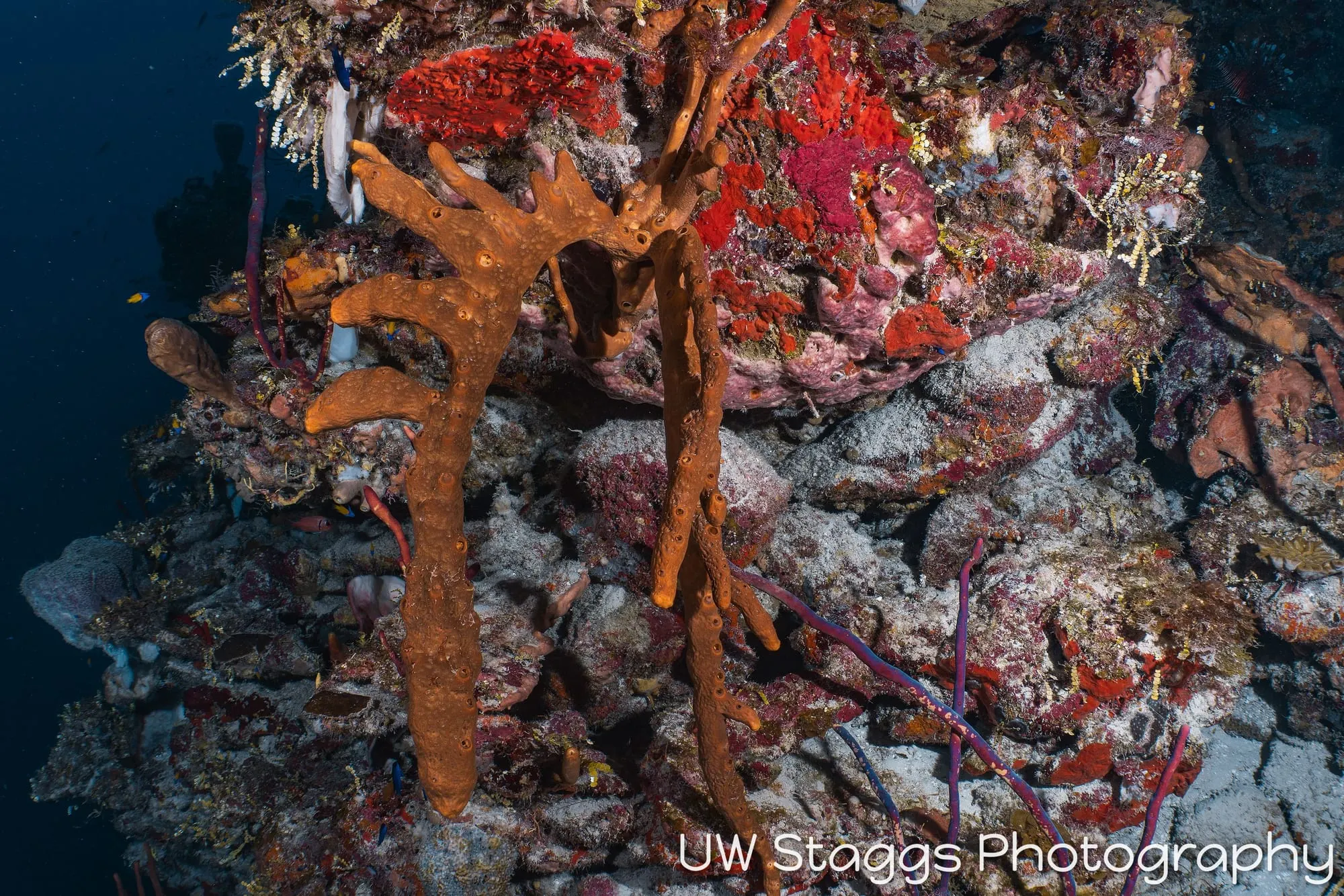 Coral Atoll — Little Cayman