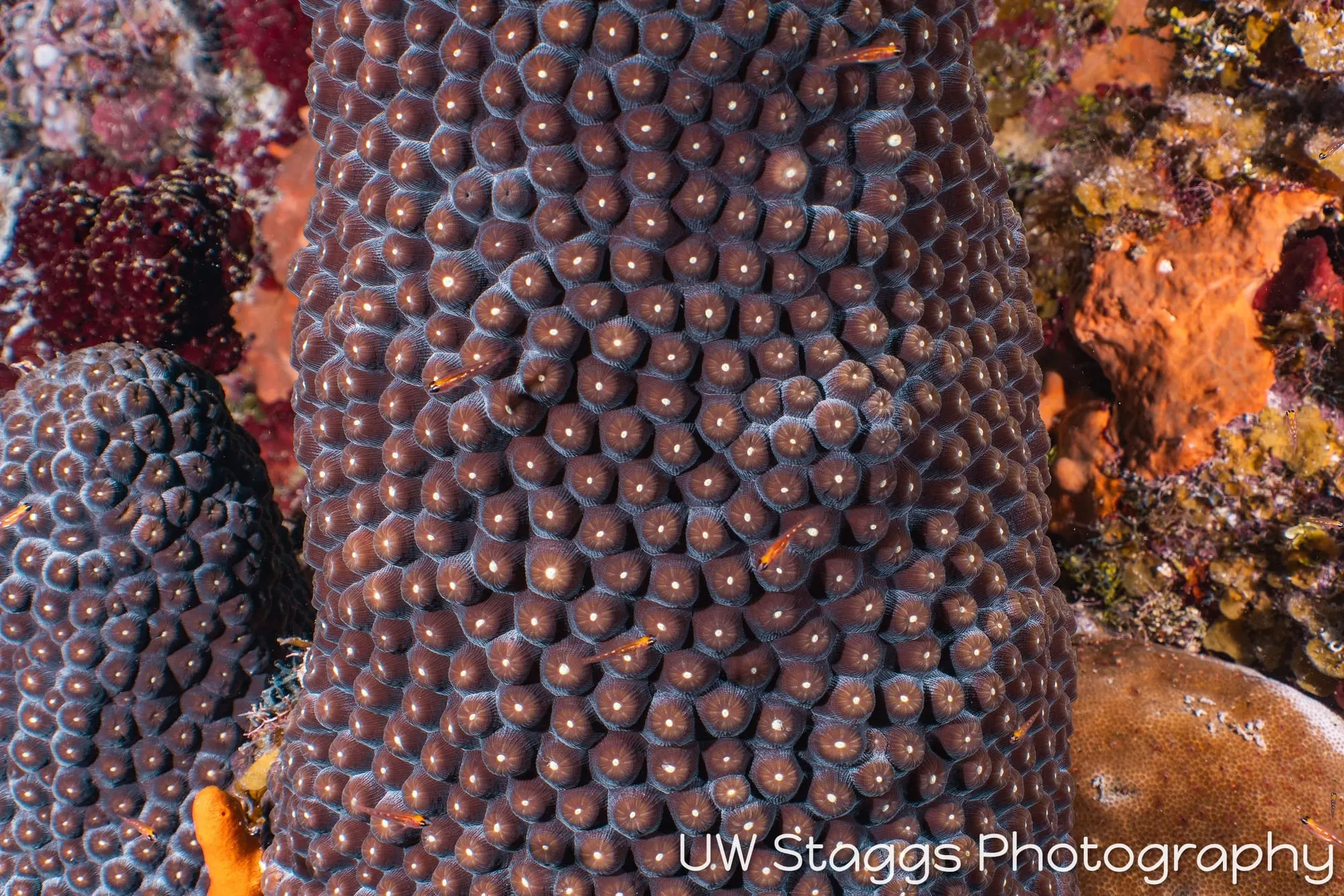 Tunicate — Little Cayman