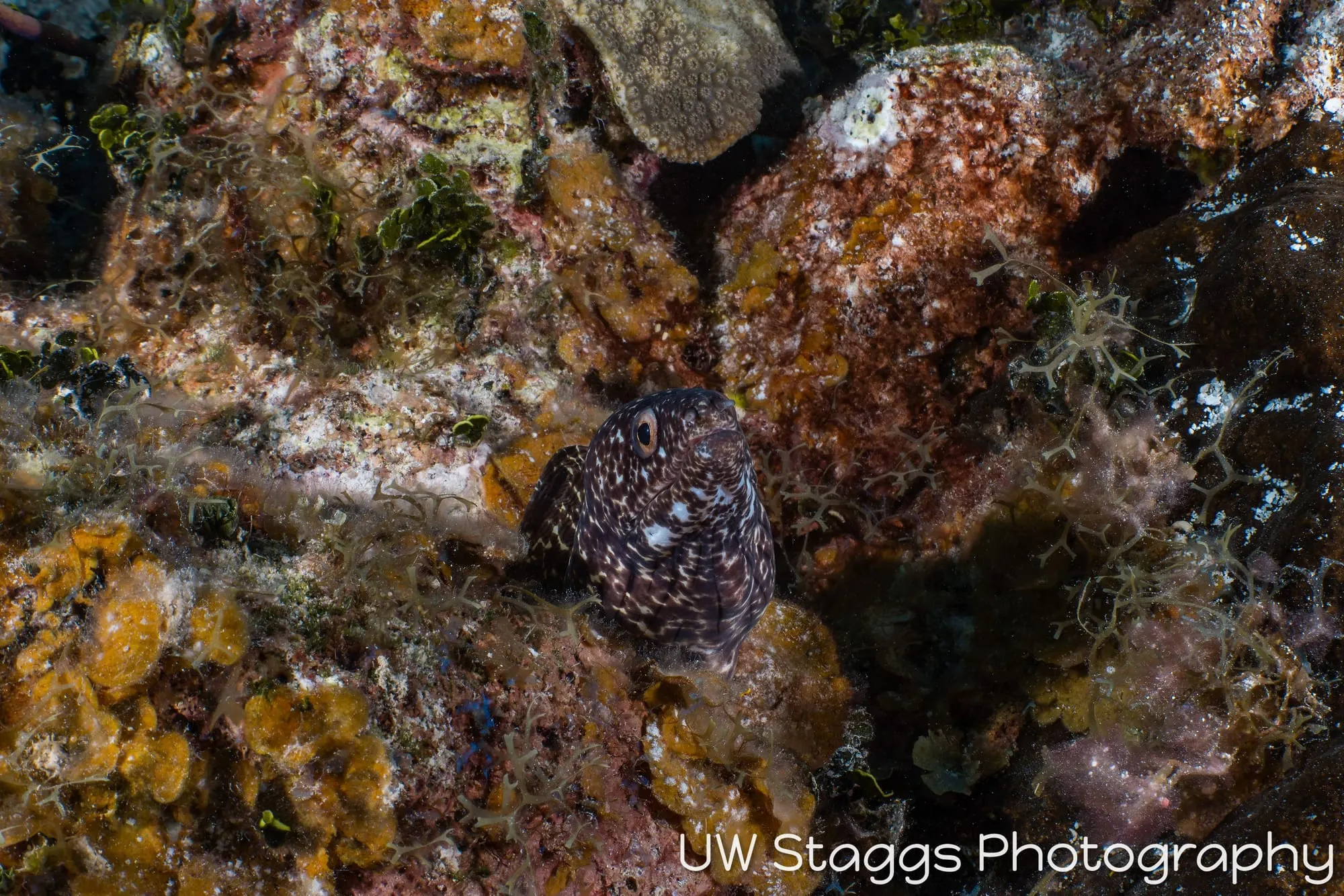 Tunicate — Little Cayman