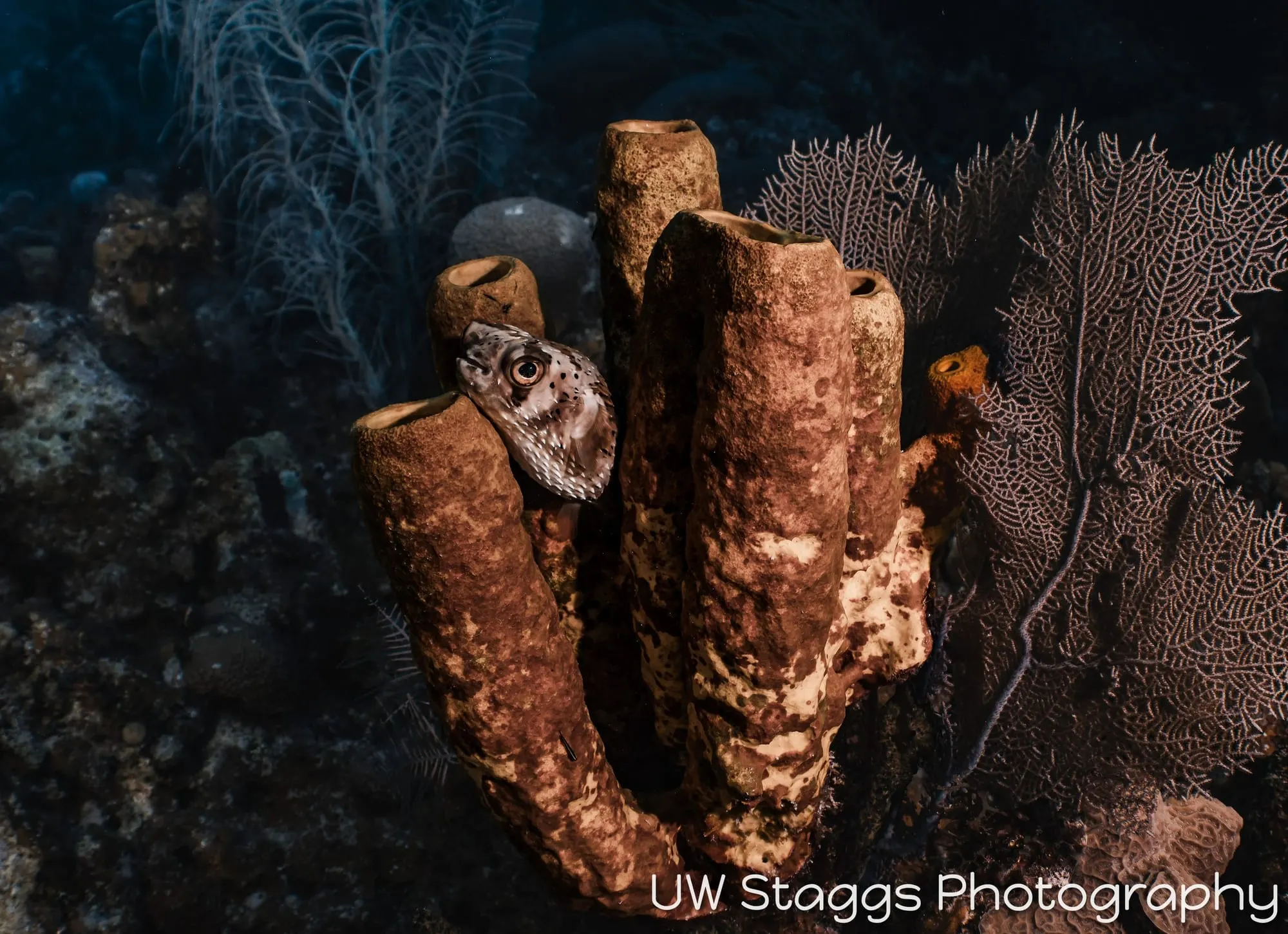 Tunicate — Little Cayman