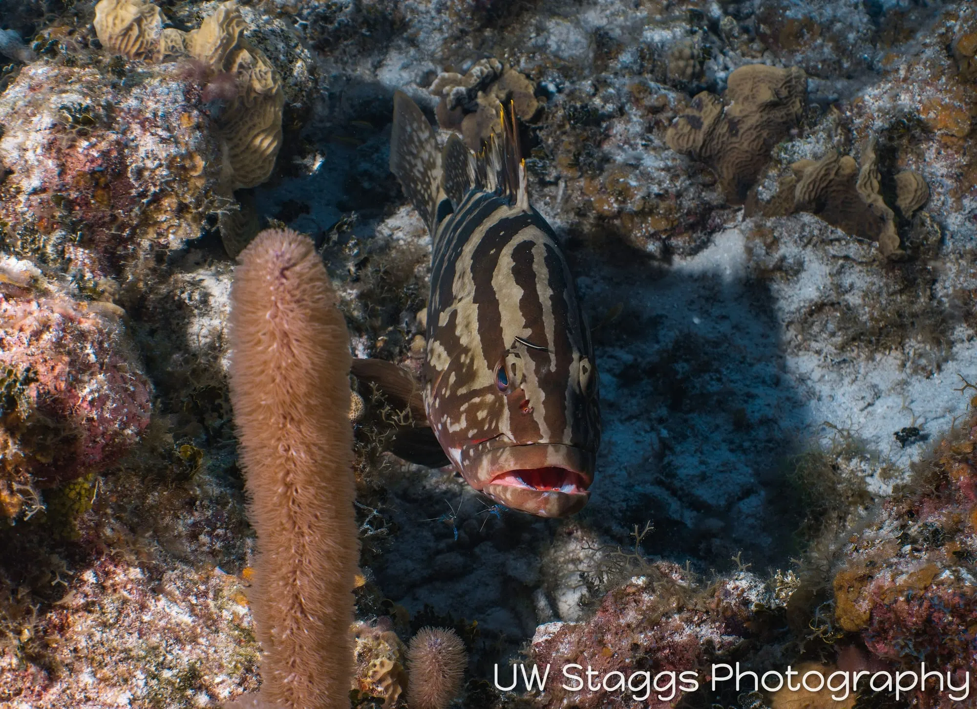 Lionfish — Little Cayman
