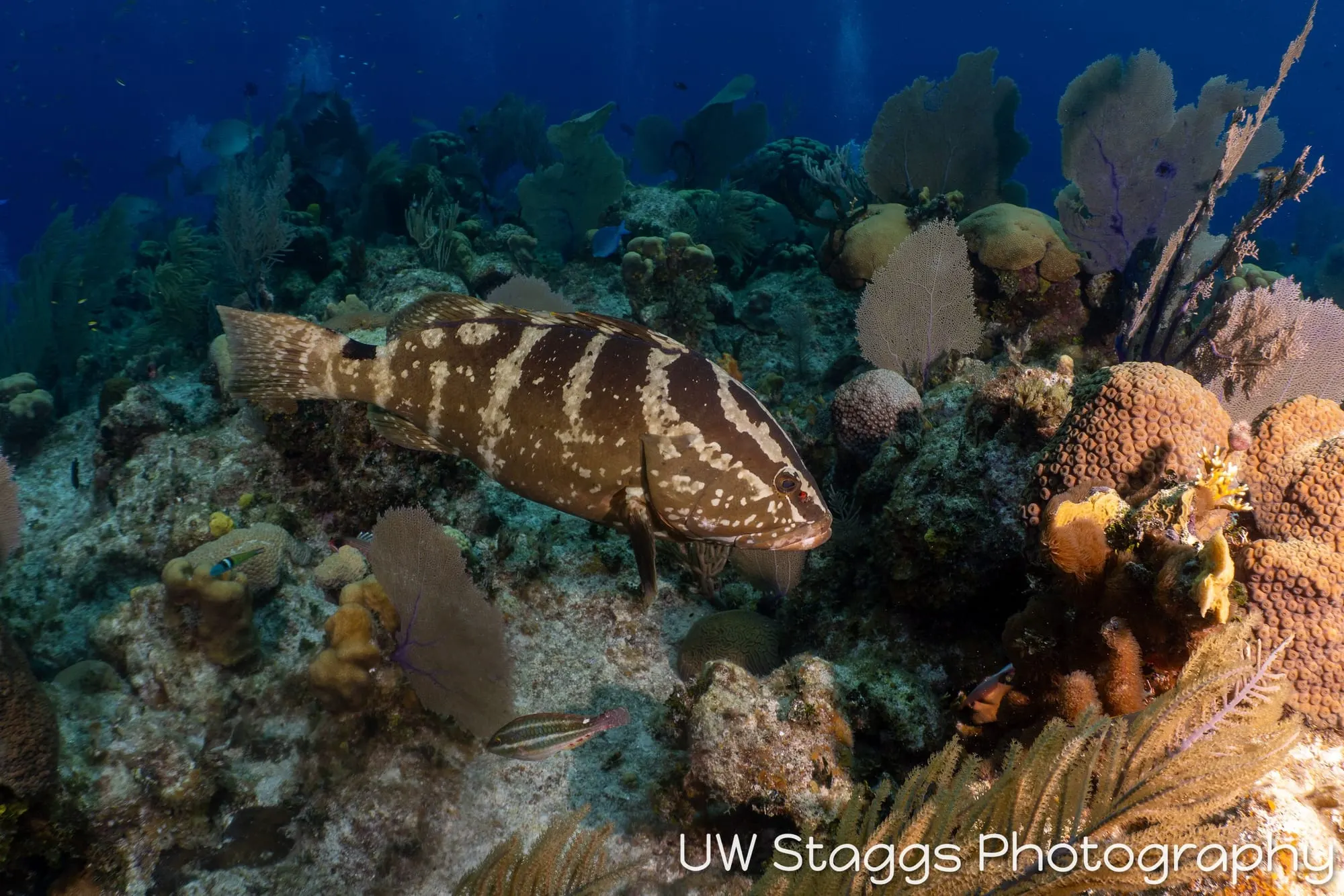 Reef Scene — Little Cayman