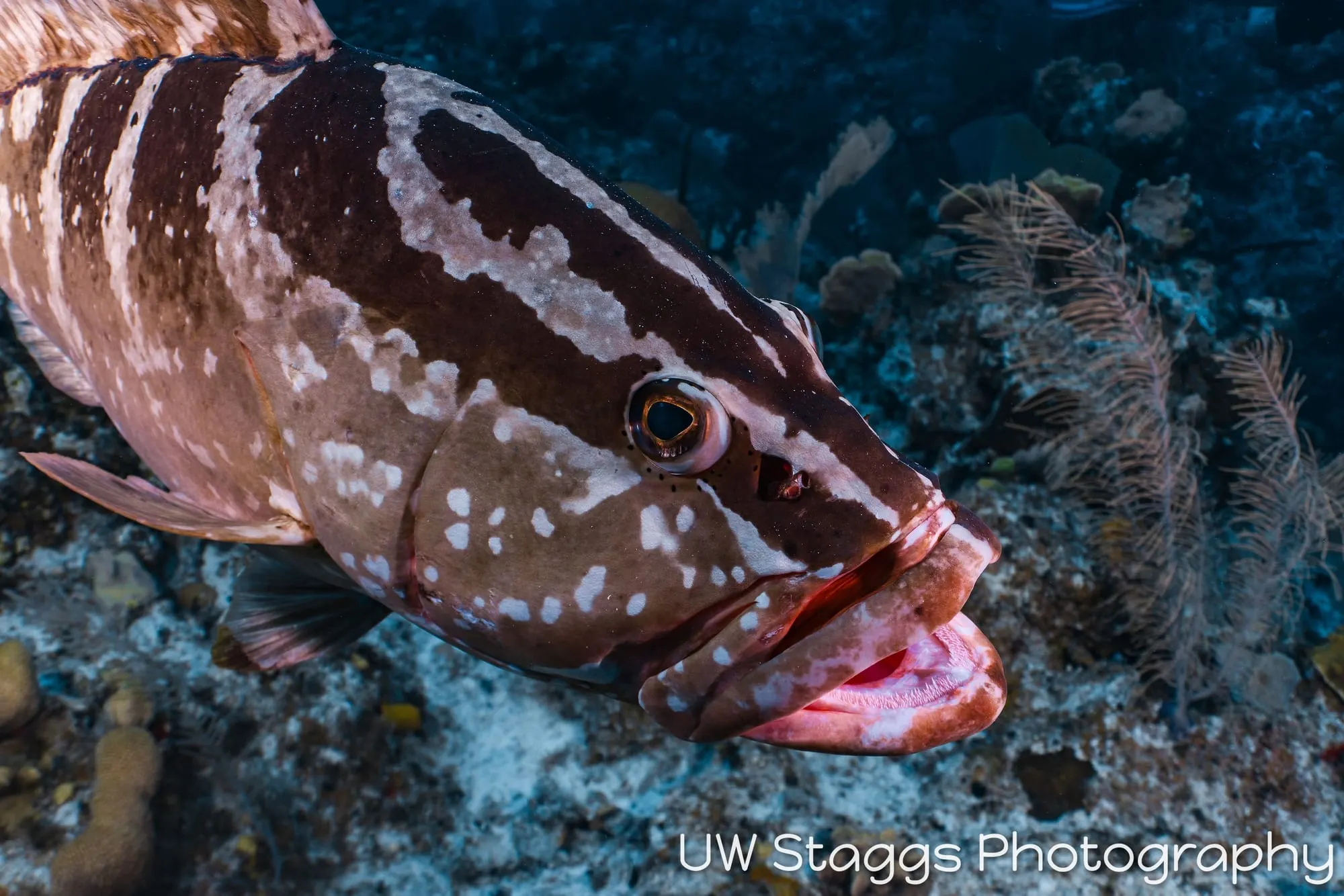 Reef Scene — Little Cayman